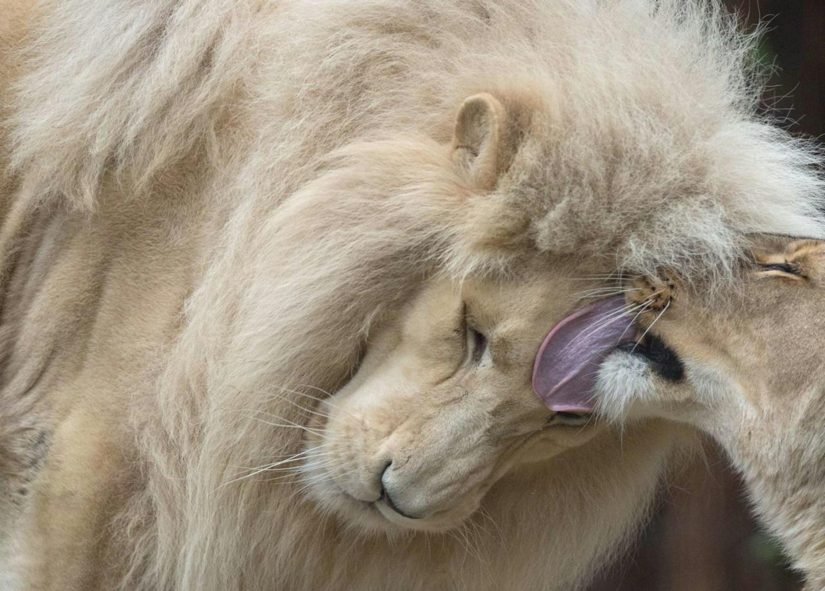 Auch untereinander gehen Löwen gerne auf Kuschelkurs: Hier das damals zehn Jahre alte Paar Haldir und Jawa im Zoo von Bratislava, 2014.