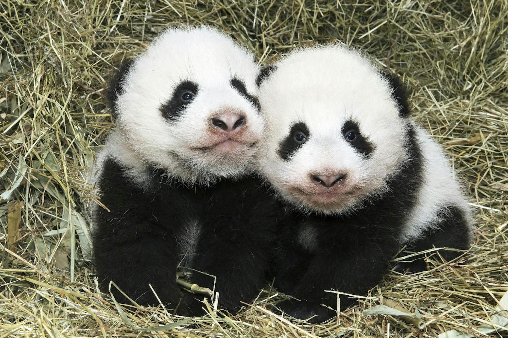Die Panda-Zwillinge: Ein Weltsensation aus Schönbrunn.