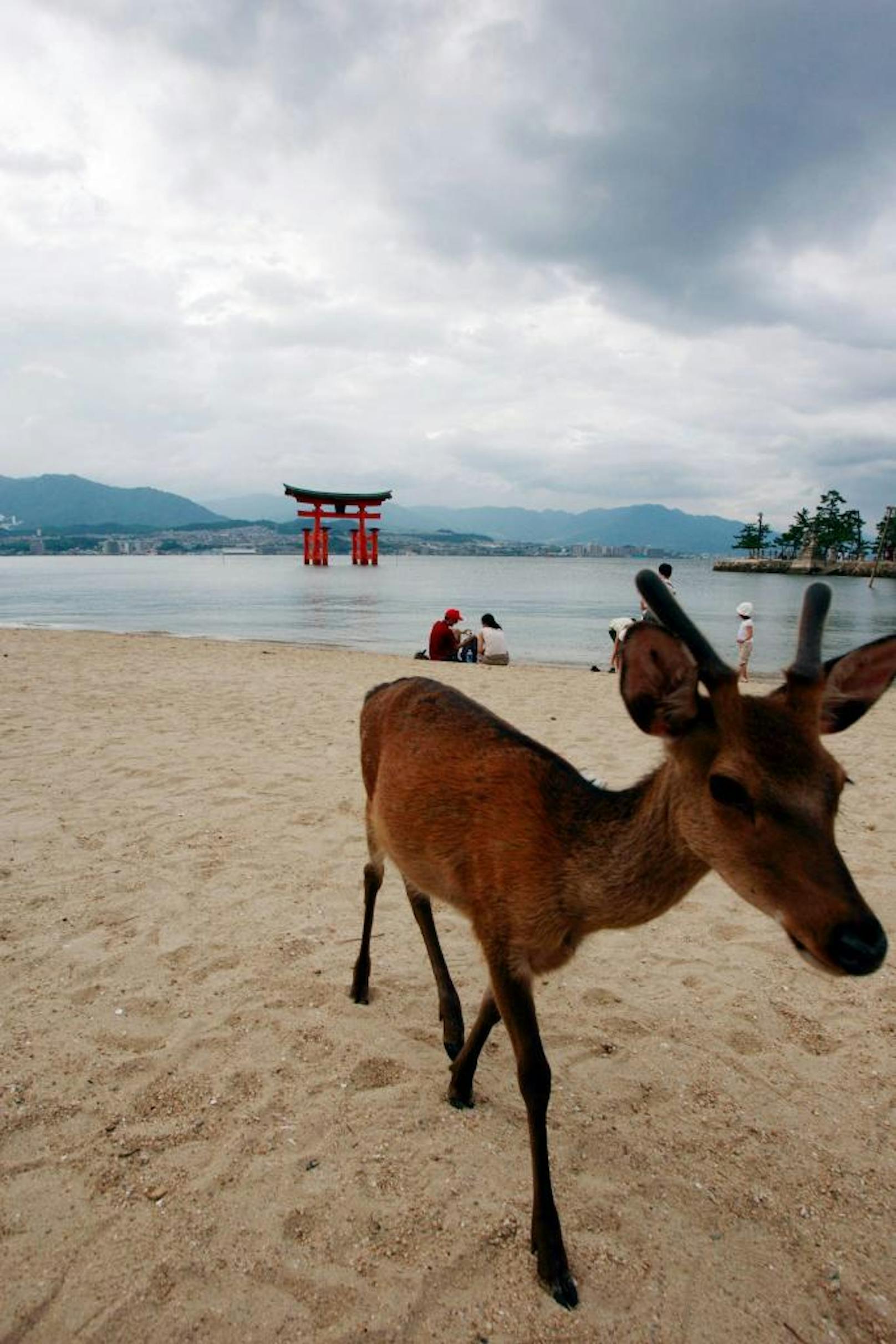 Die Tiere gelten als heilig und zählen für ausländische Touristen, vor allem für die Japaner selbst, zu den beliebtesten Sehenswürdigkeiten der Gegend.