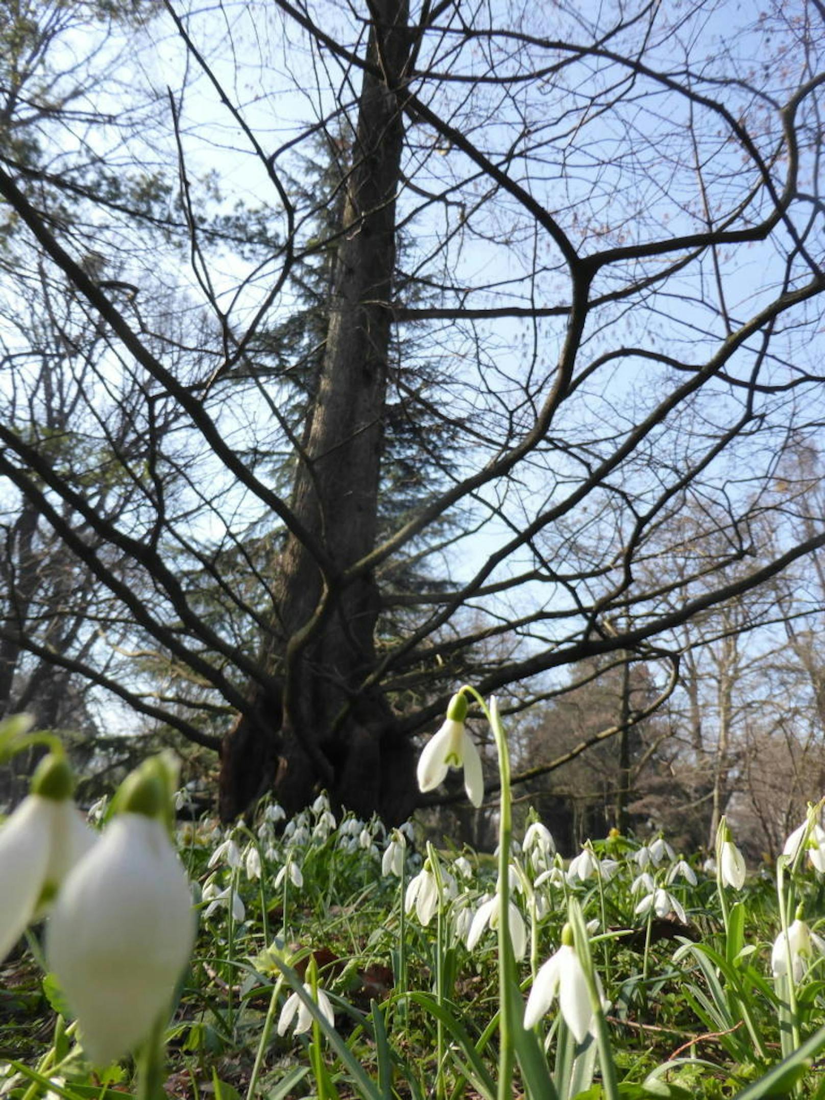 Frühlingsimpressionen aus dem Botanischen Garten in Wien!