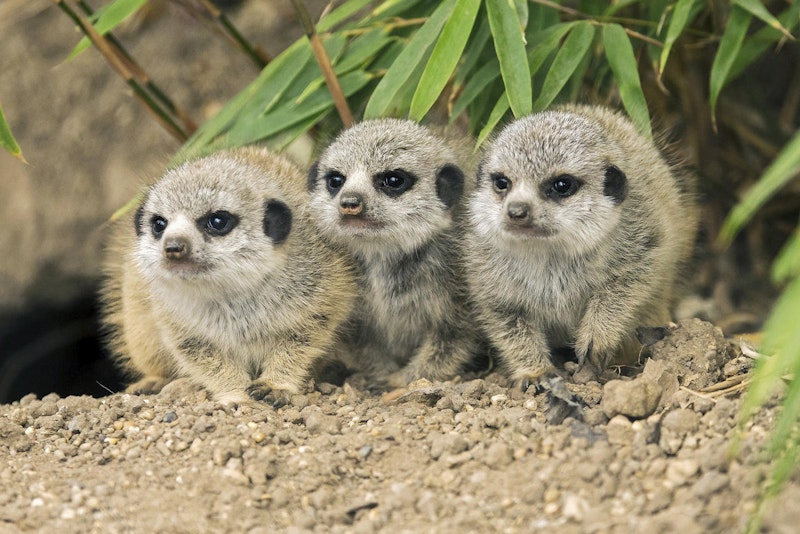 Drei süße kleine Erdmännchen entdecken nun im Zoo Schönbrunn in Wien die Welt. 