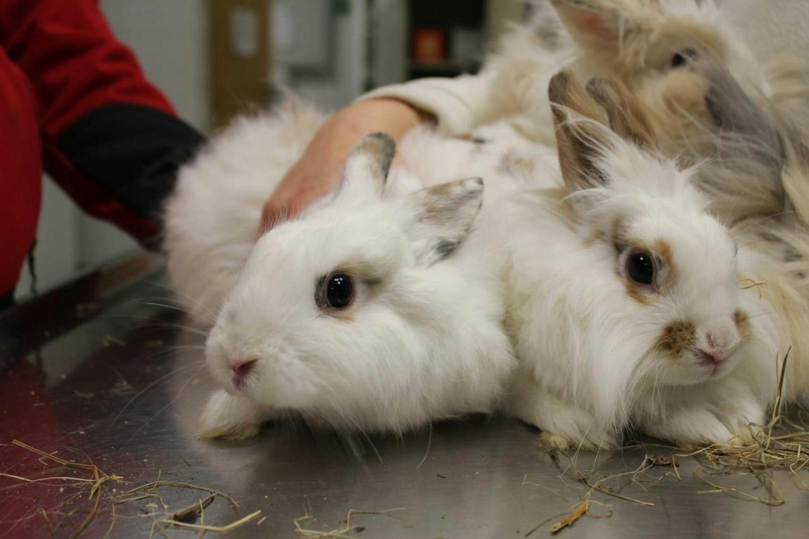 Die Finderinnen kümmerten sich um die halb erfrorenen Kaninchen und brachten sie in den Wiener Tierschutzverein.
