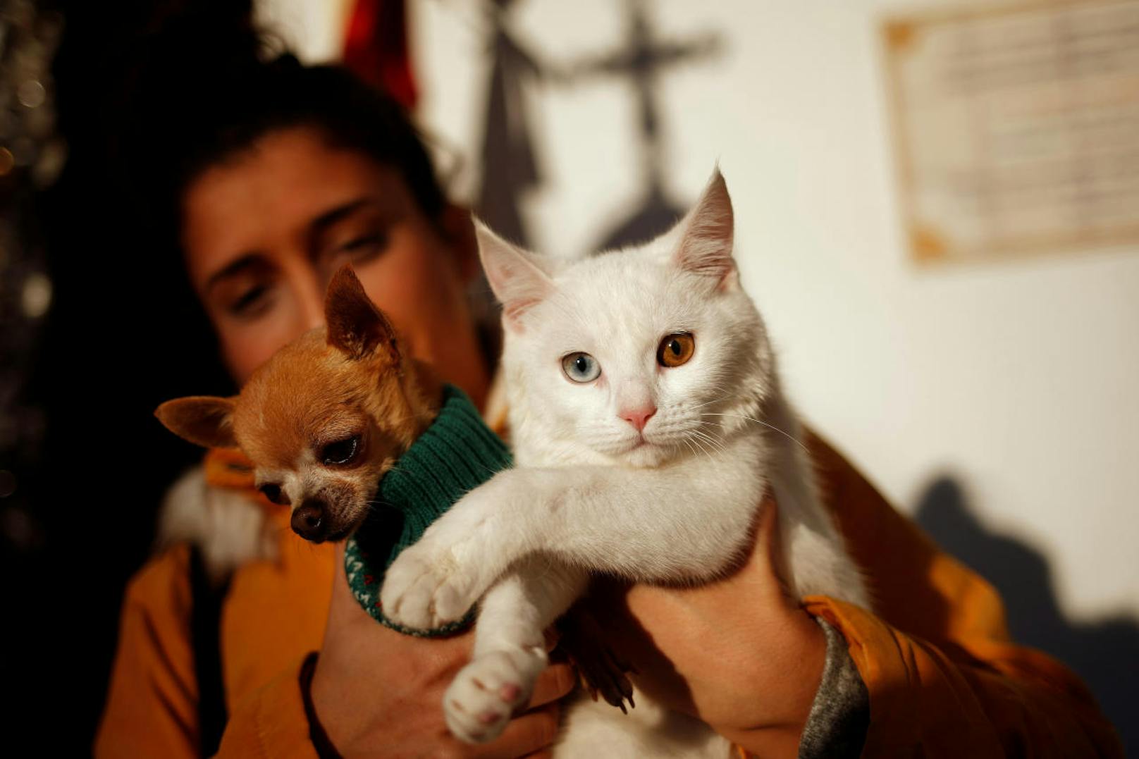Ebenfalls in Spanien werden jedes Jahr am 17. Jänner Katzen und Hunde von Priestern zu Ehren des Heiligen Antonius gesegnet.