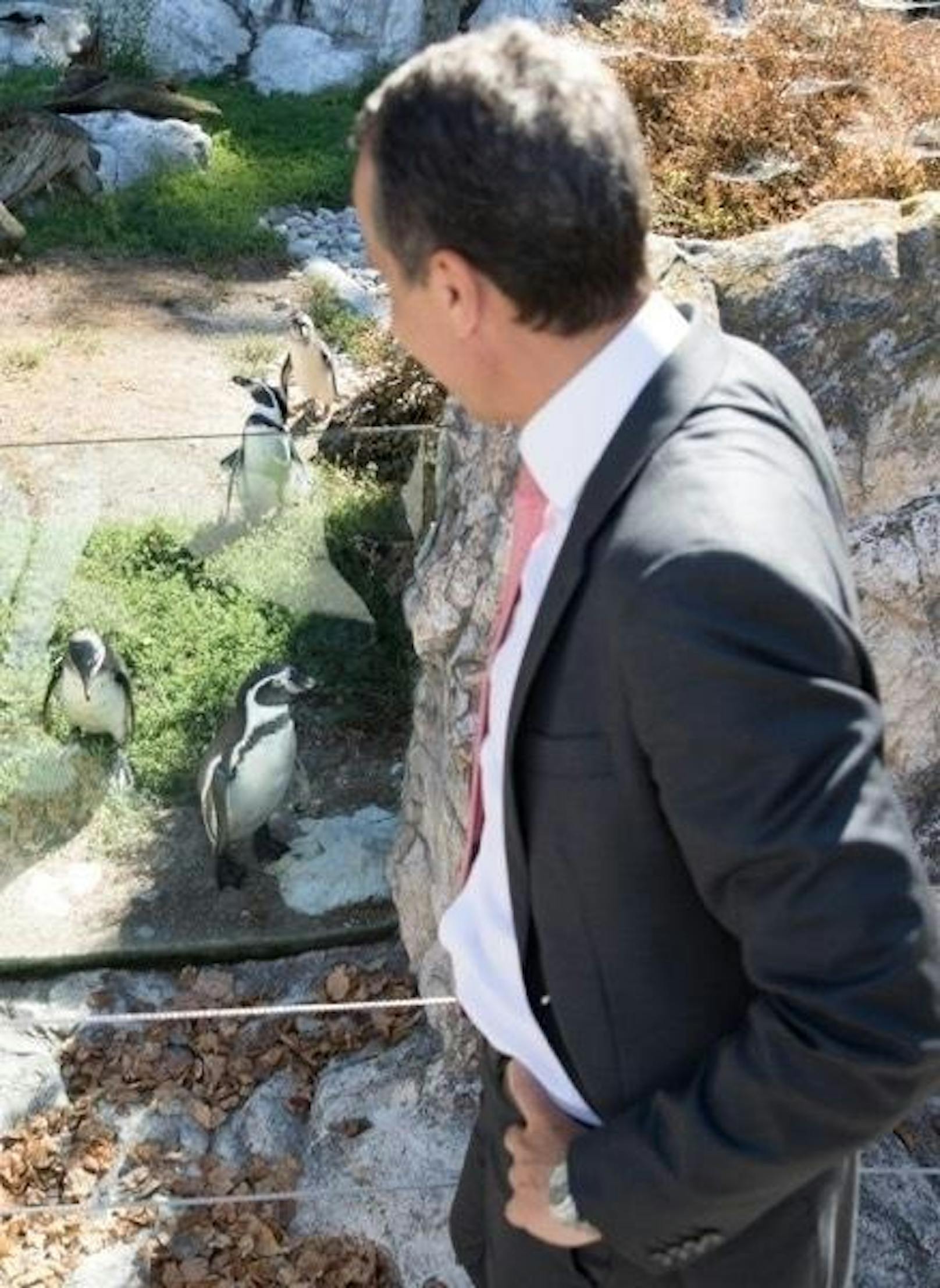 Zuletzt besuchte SPÖ-Chef Kern den Schönbrunner Zoo...und die Pinguine.