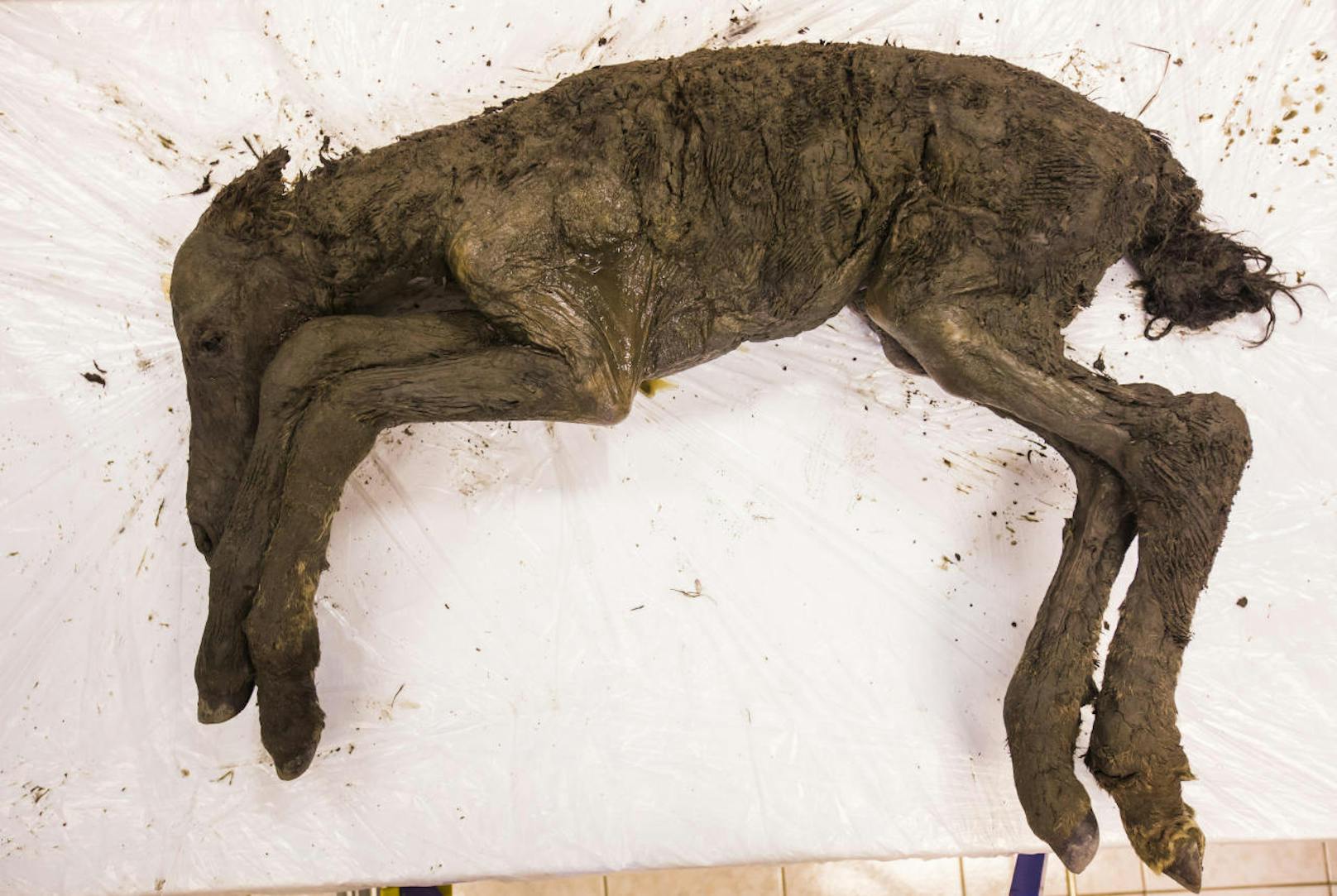 "Der Körper des Tieres wurde ohne Schäden gefunden, sogar das Fell ist noch dran", sagte Semjon Grigorjew von der Universität Jakutsk im Fernen Osten Russlands.