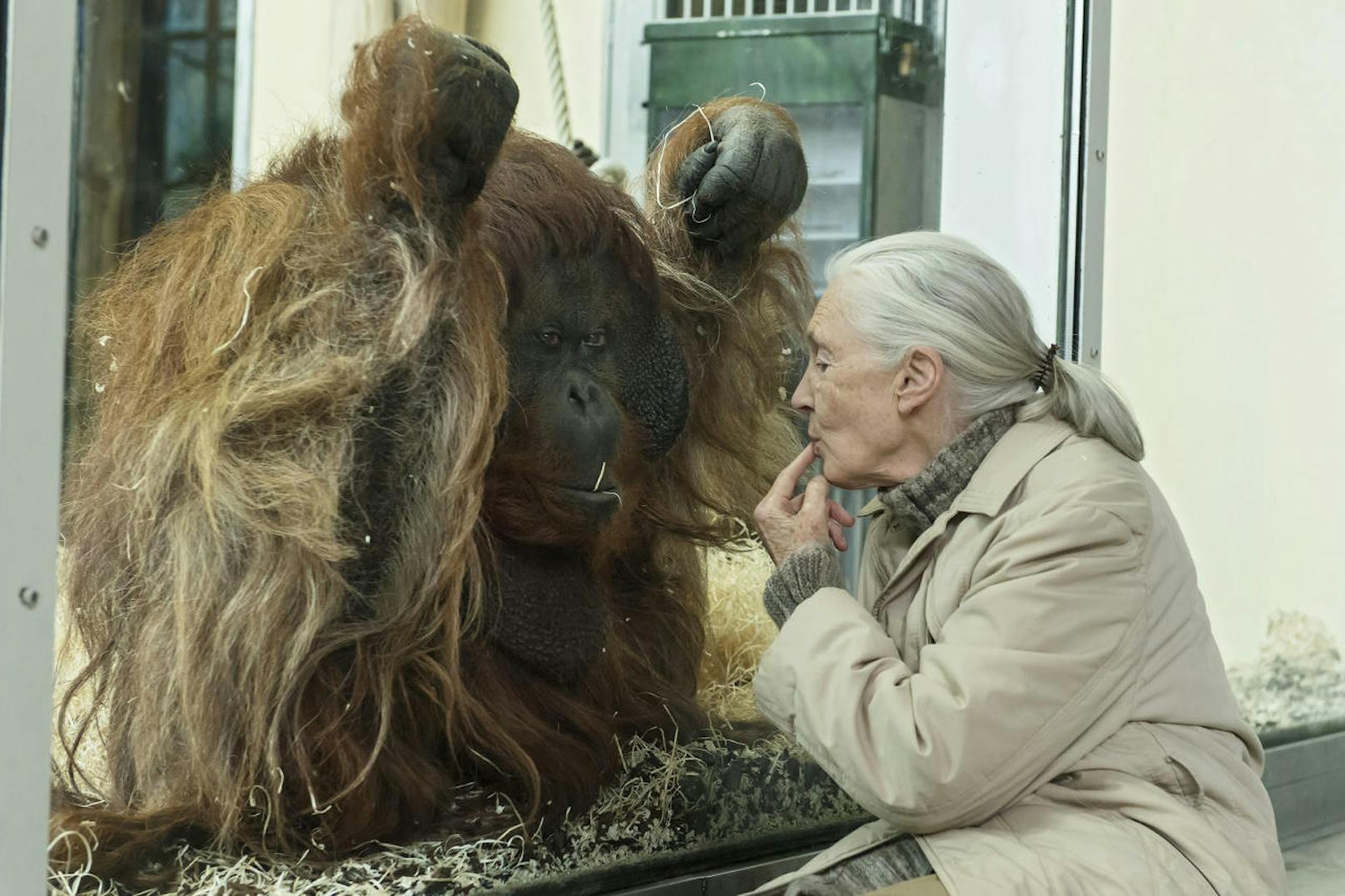Orang-Utan-Männchen Vladimir freut sich über den Besuch.