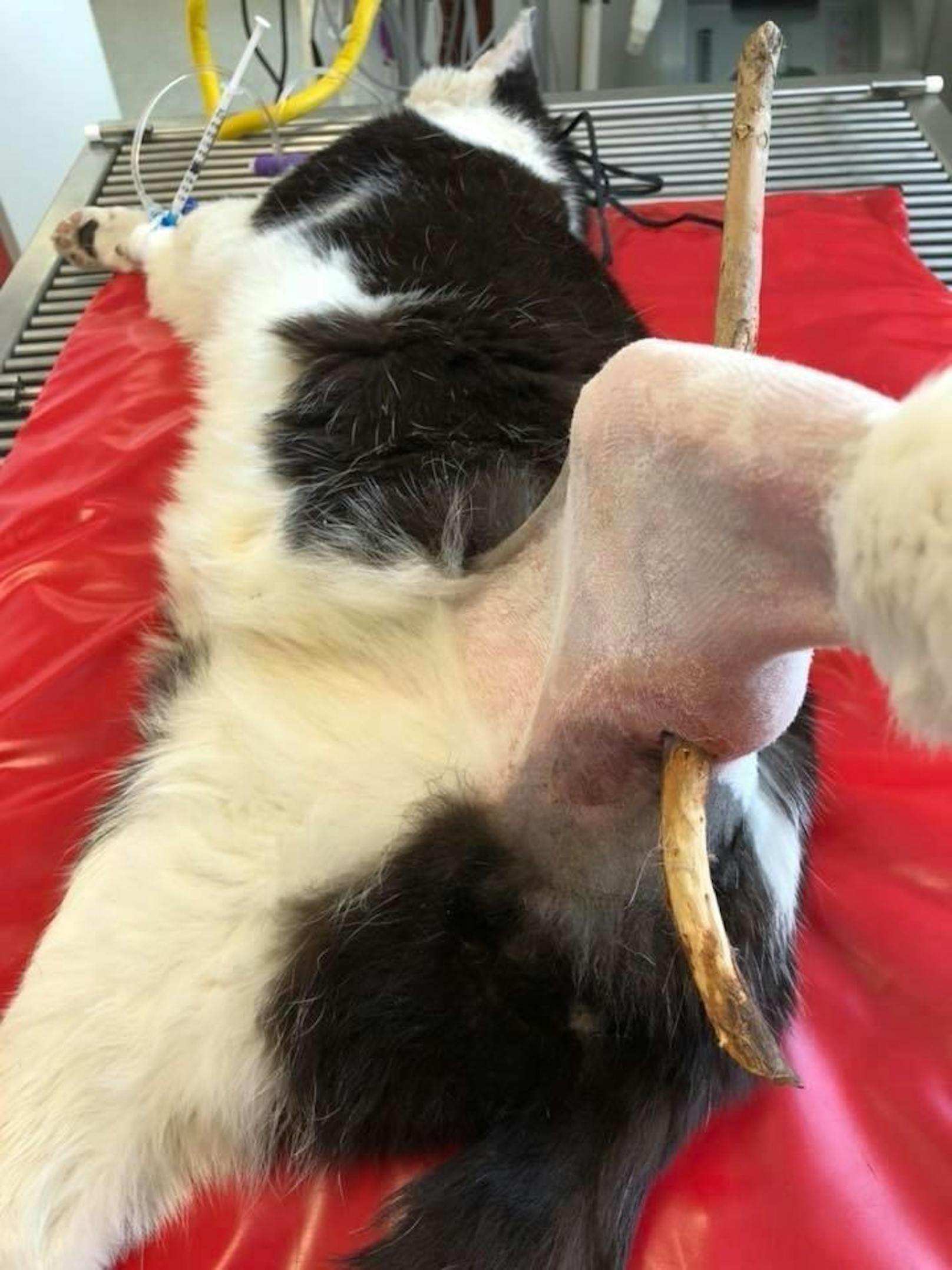 Mit einem "Durchschuss" kam ein Kater jetzt in die Tierklinik Groß-Enzersdorf und musste operiert werden.