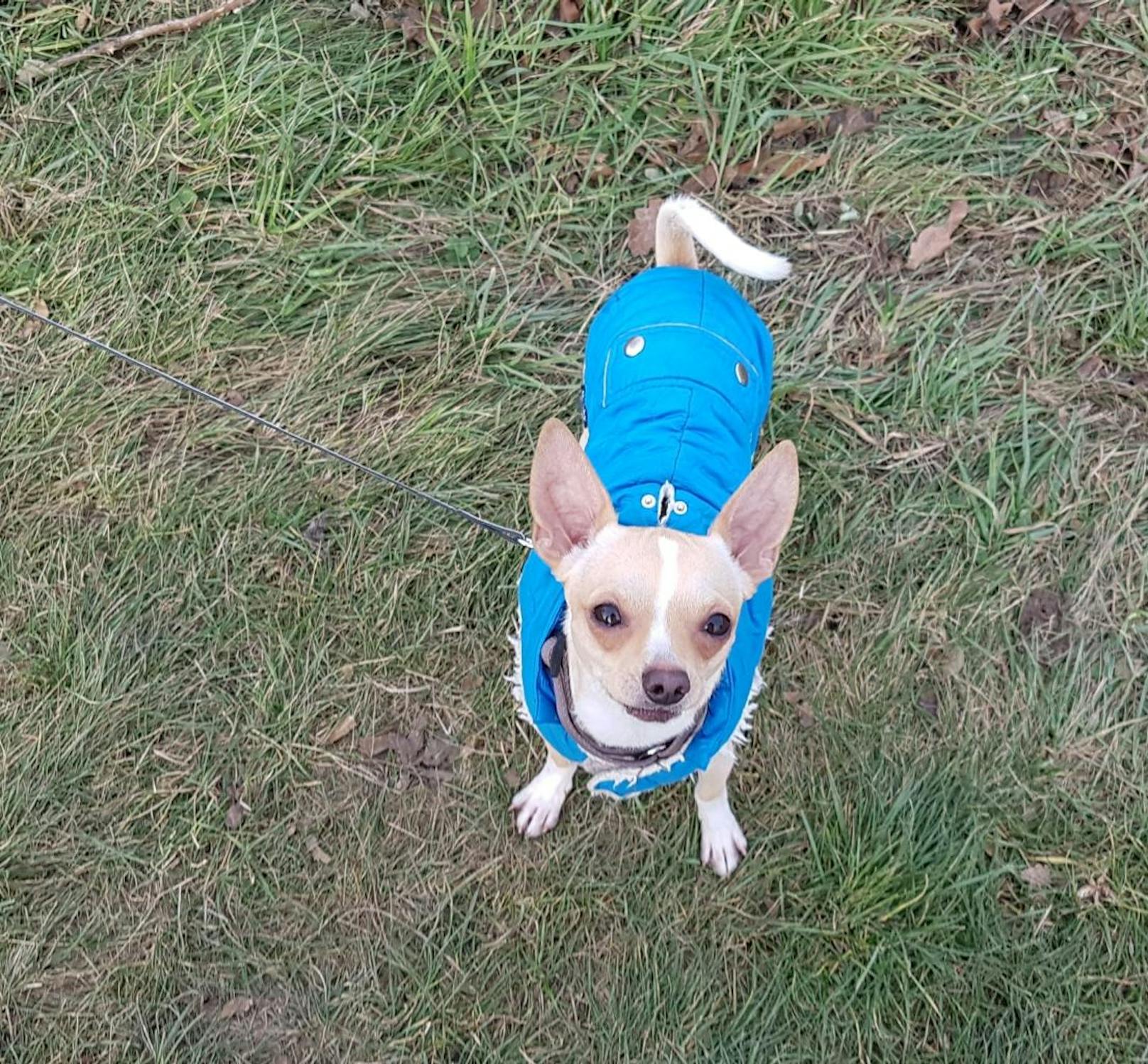 Jaimy der Chihuahua sucht eine neue Familie! Anfragen bitte an das Wienerwaldtierheim.