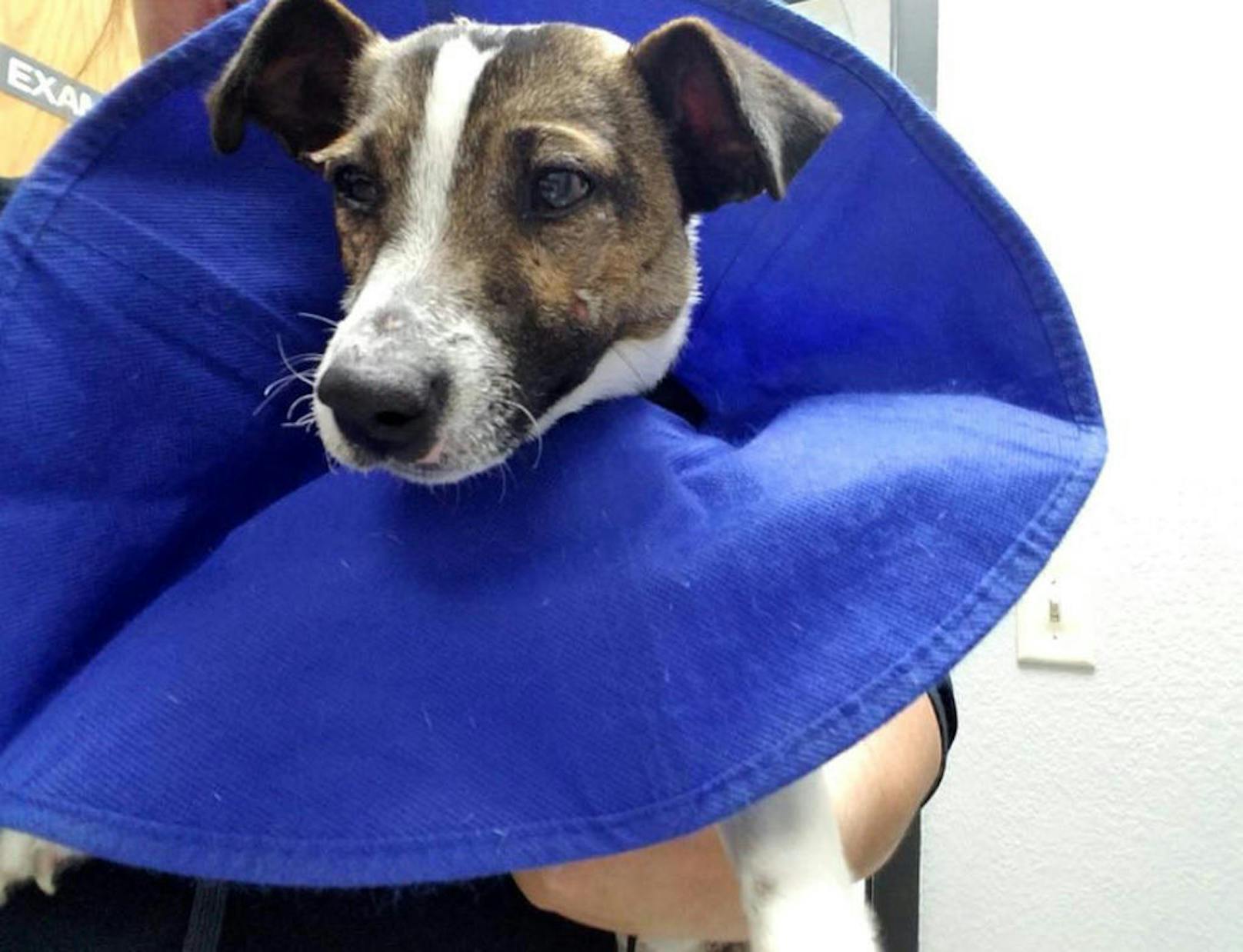 Ein Tierarzt kümmerte sich um den Hund und konnte ihn von seinem Leiden befreien. Er befindet sich auf dem Weg der Besserung und erholt sich von seinen Strapazen. Nun sucht die Polizei nach dem Tierquäler.