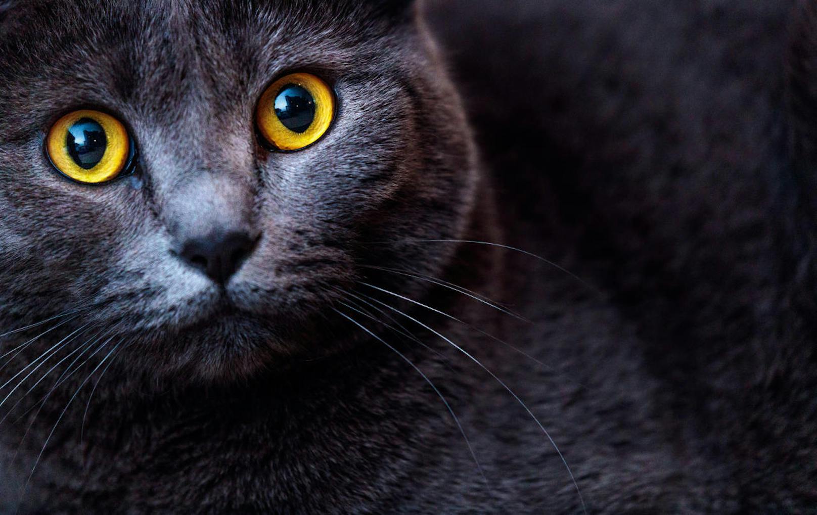 Porträtfoto einer Britischen Kurzhaar-Katze.