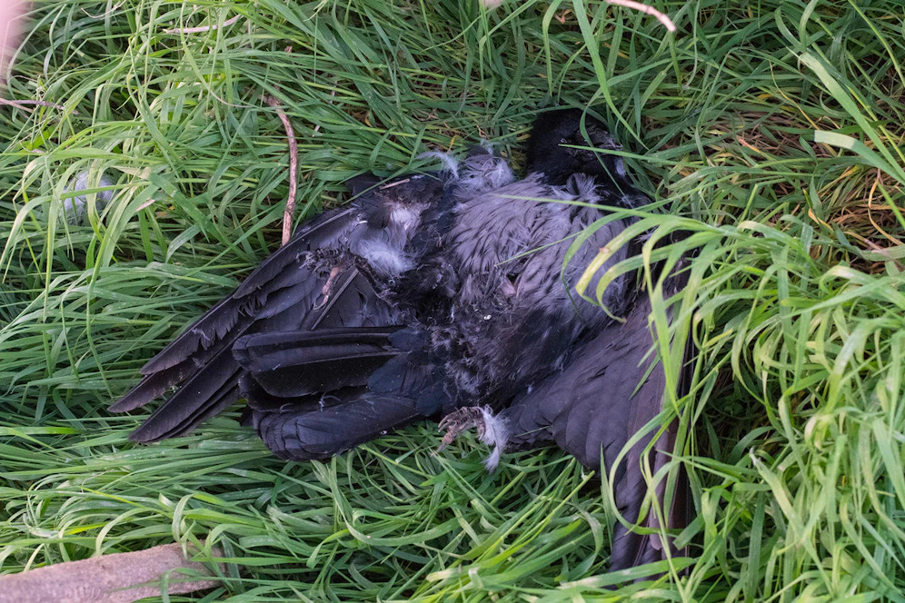 Immer wieder schießen Menschen auf Krähen, das Foto zeigt einen Fall aus NÖ.
