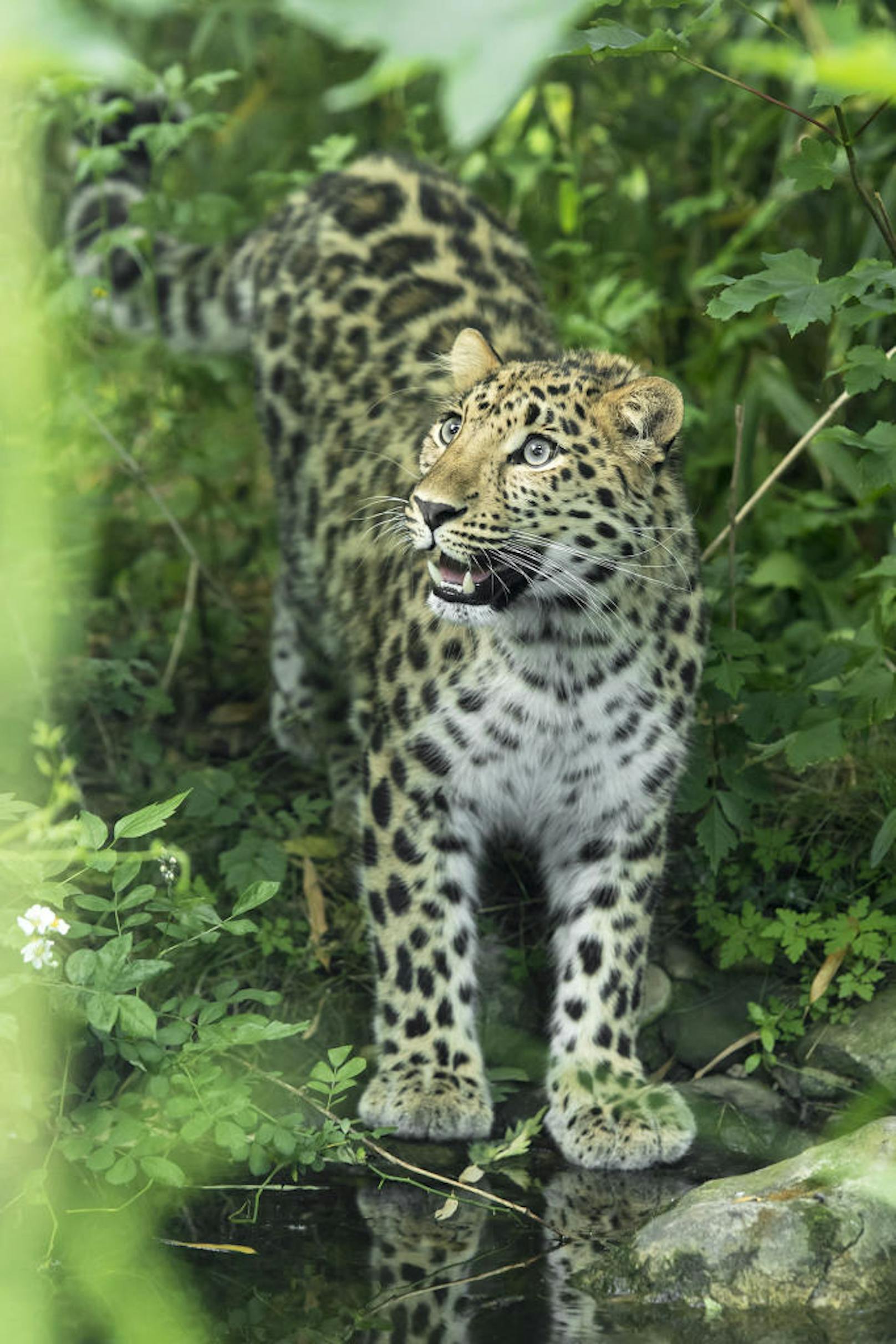 Auch für ein Foto mit dem Leoparden muss Zupanc oft lange warten.