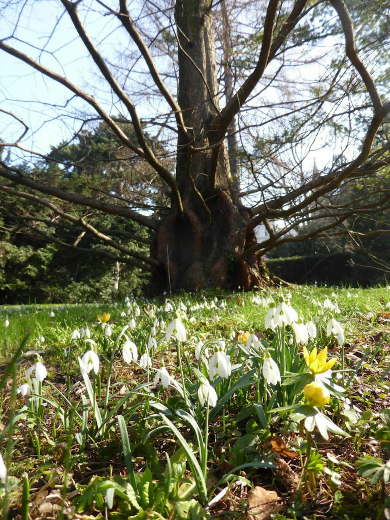 Aktuelle Frühlingsimpressionen aus dem Botanischen Garten in Wien!