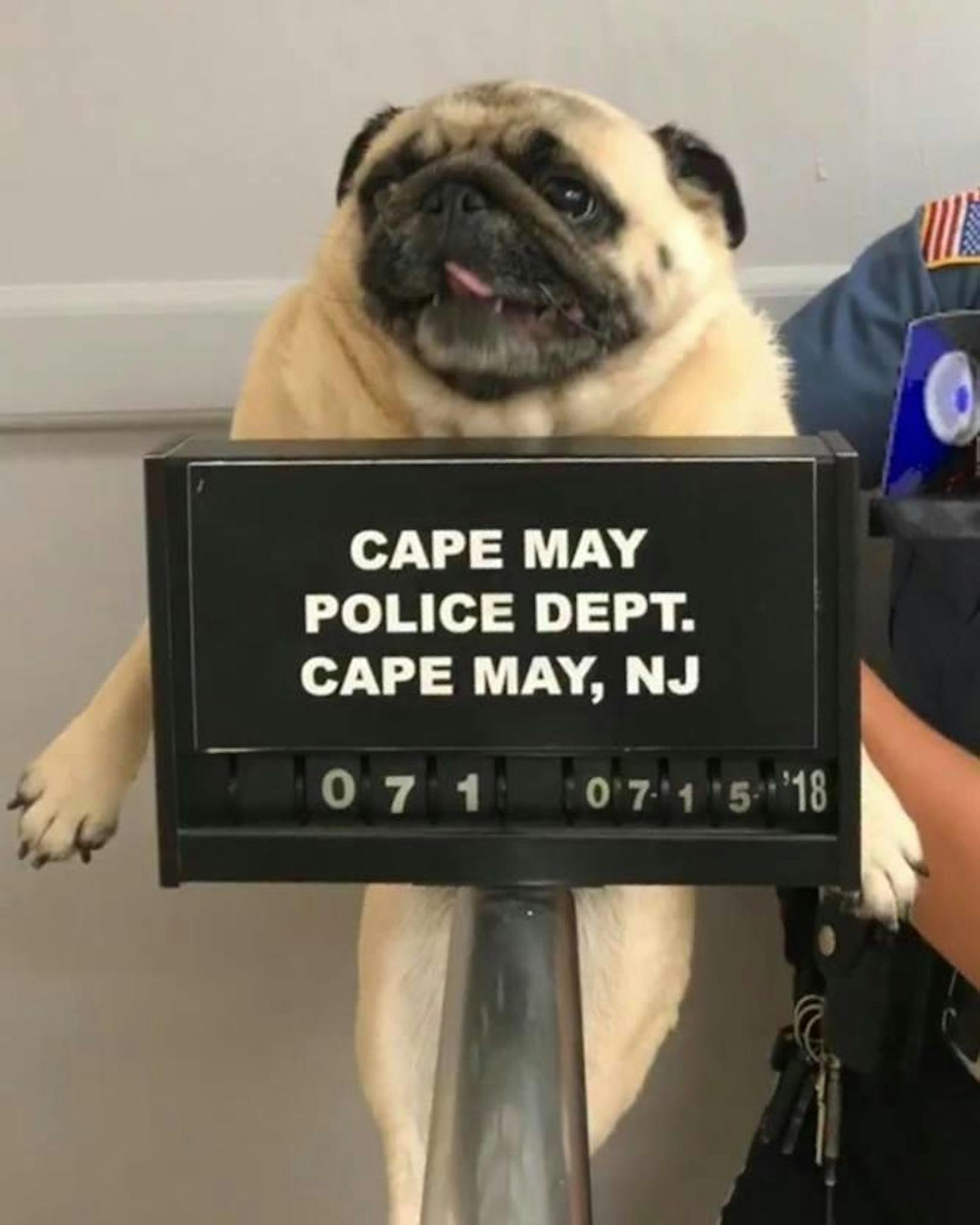 Die Polizei von Cape May suchte mit diesem herzigen Verbrecherfoto nach dessen Besitzer. Der Facebook-Post ging viral und ...