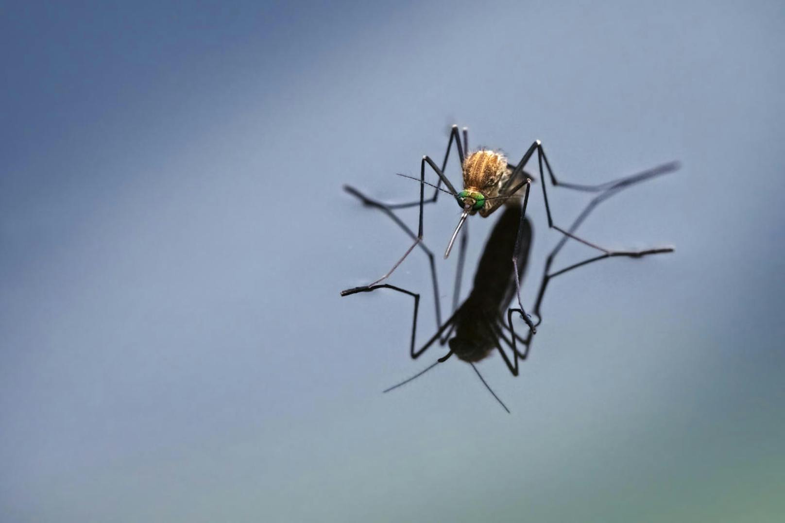 Bevor die Mücke zusticht, zieht sie eine Art schützende Scheide (labium) um ihren Stechapparat zurück.