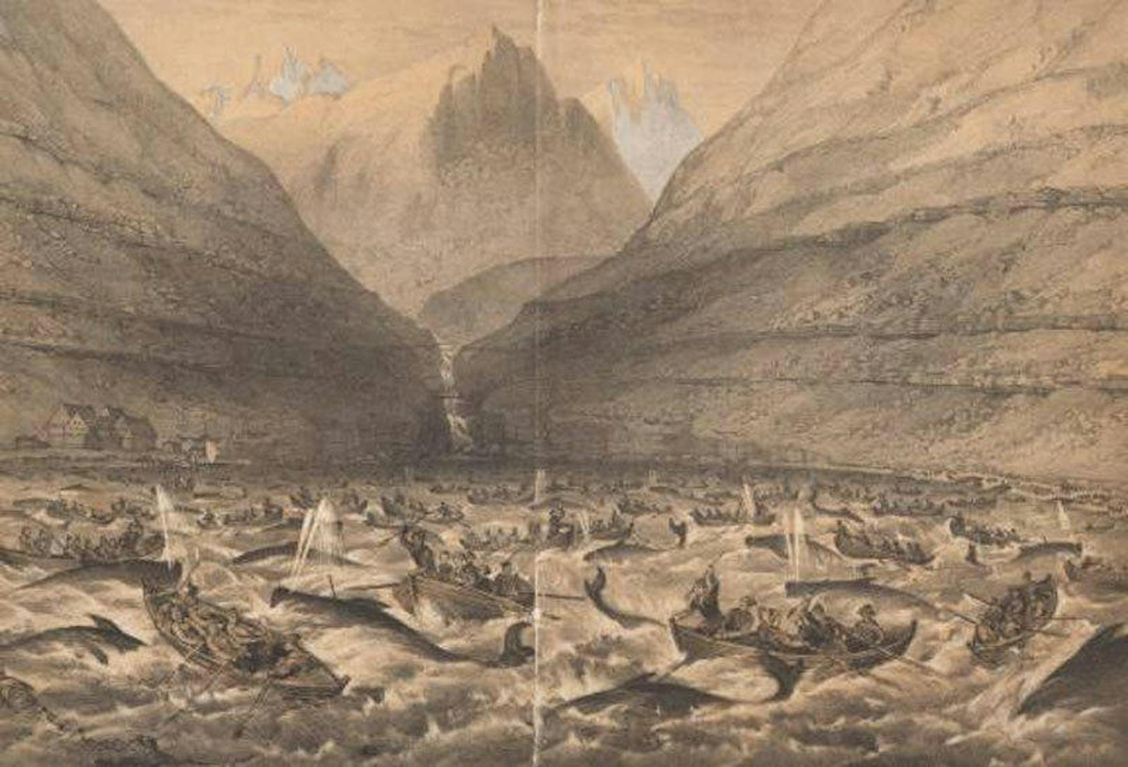 Grindadráp auf den Färöern. Lithografie von 1854.