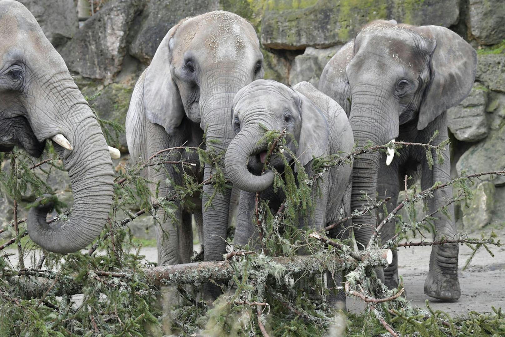 Elefanten futtern Weihnachtsbaum im Zoo Schönbrunn. 
