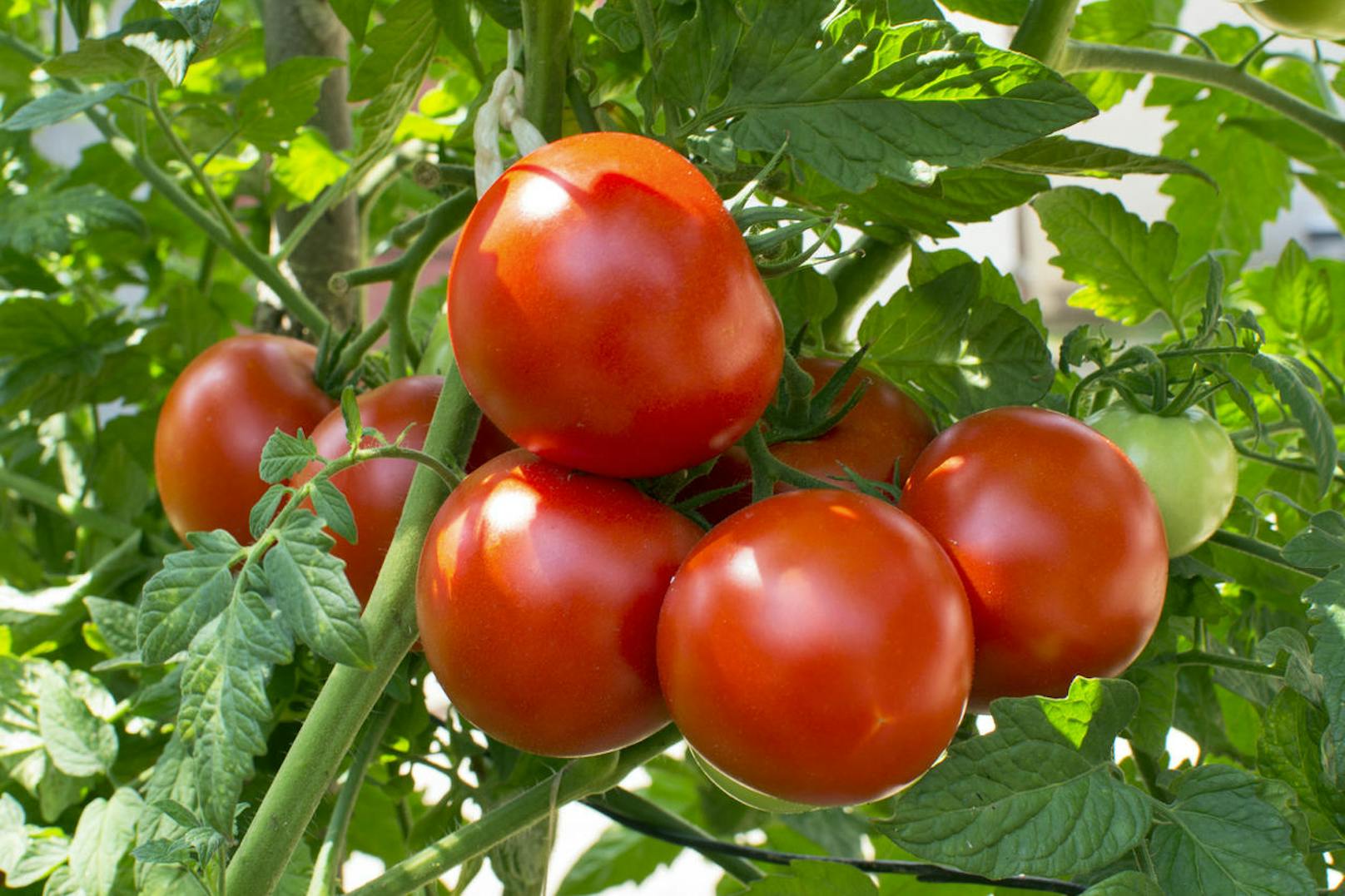 Ziel der Forschung mit dem Satelliten ist es, Astronauten bei Missionen in der Ferne mit frischen Tomaten und anderem Gemüse zu versorgen.
