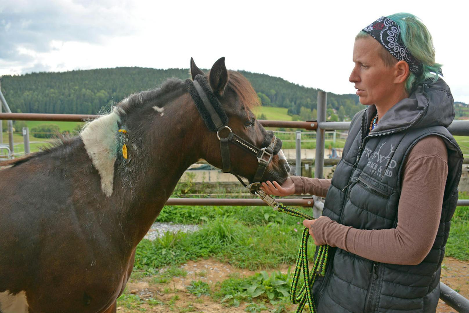 Pony "Eskimo" wurde von einem Tierhasser schwer verletzt. Besitzerin Daniela Seidel ist schockiert.