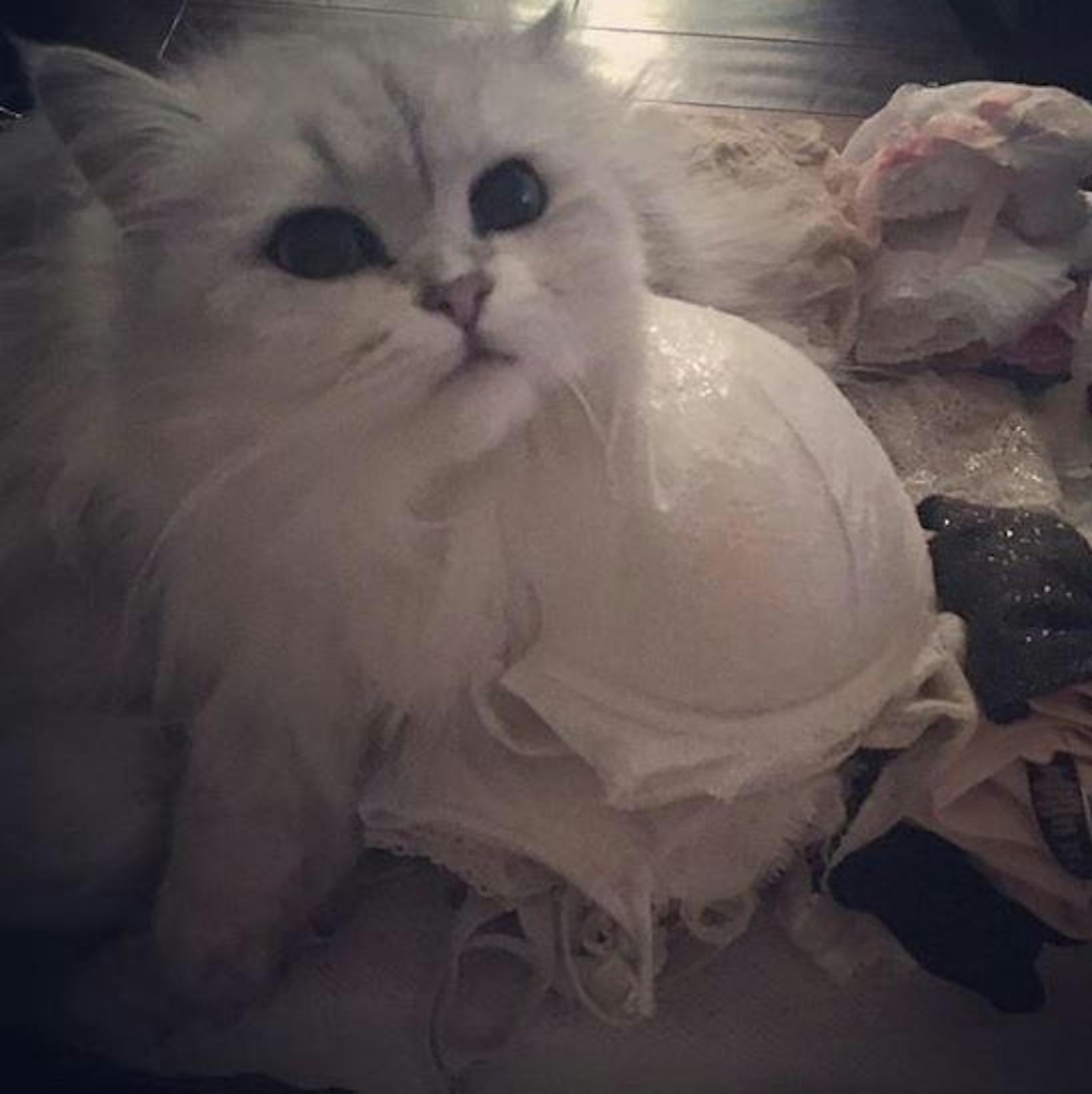 17.05.2018: "Wenn sie in ihrer Unterwäsche Katzenhaare findet, wird sie das Haus nicht verlassen", meint die Katze der britischen Schauspielerin Kate Beckinsale.