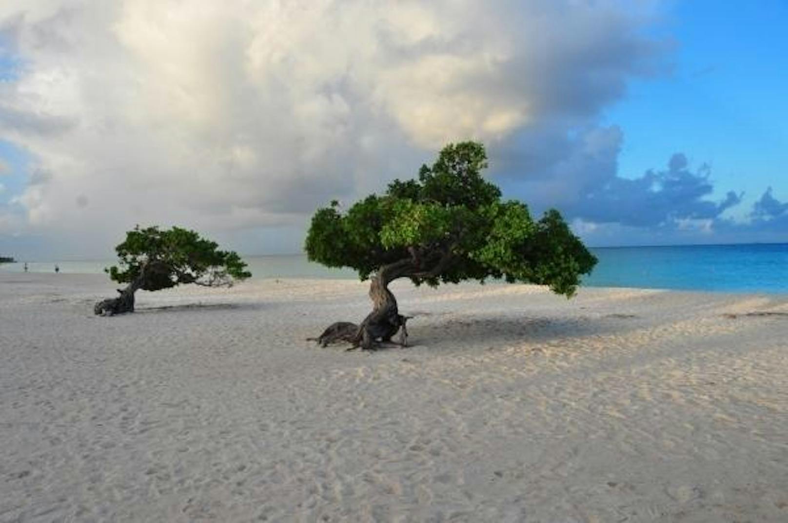 <b>Platz vier: Eagle Beach, Palm/Eagle Beach, Aruba:</b> Divi-Divi-Bäume, die in Windrichtung wachsen, Meeresschildkröten und Puderzucker-Sand ? beim Eagle Beach gerät die Community ins Schwärmen: "Was soll man sagen: weißer Sand, türkisblaues Wasser und so viel Platz, dass man sich niemals auf die Nerven gehen kann."