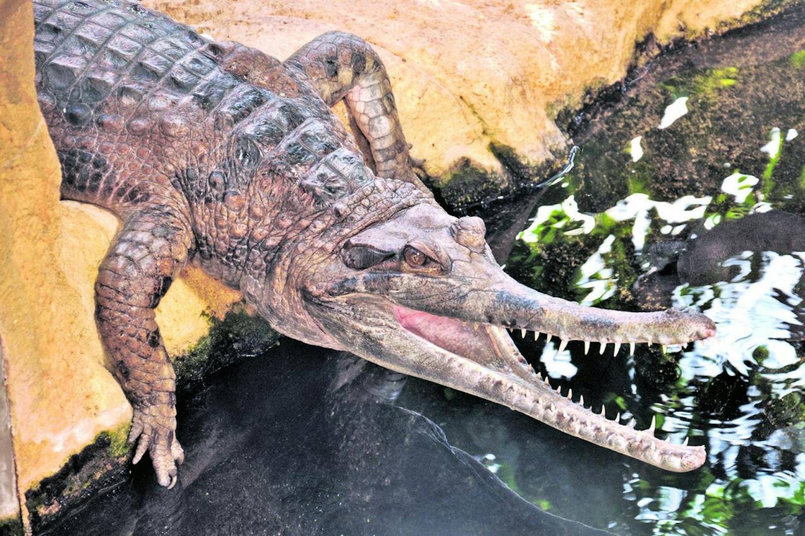 Die Krokodile (Sunda-Gaviale) im Haus des Meeres werden mehrmals wöchentlich trainiert.