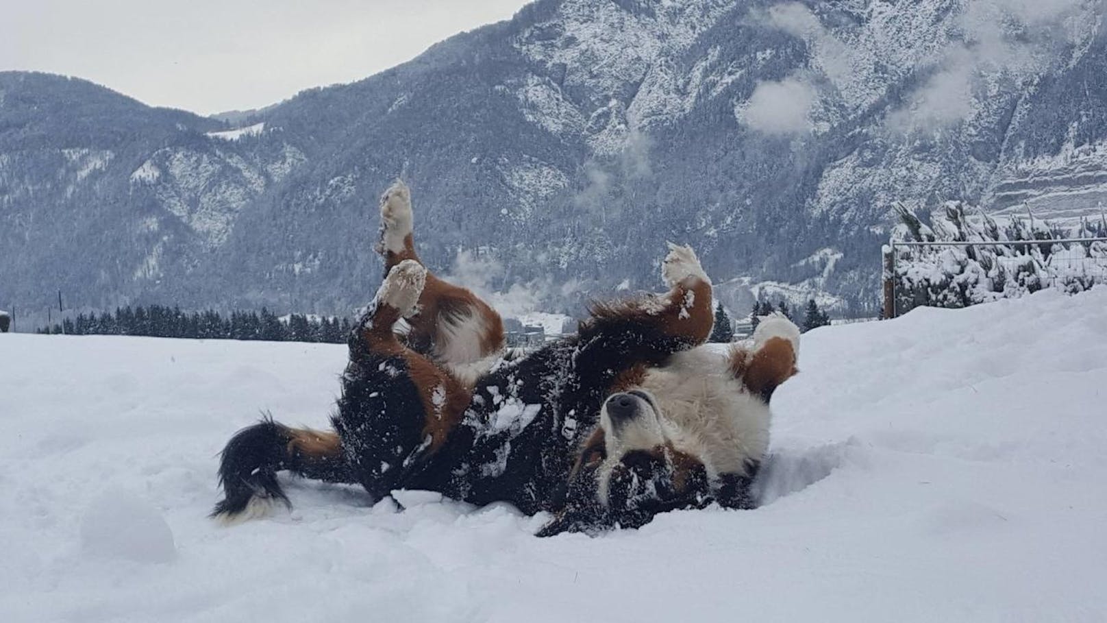 "Auch Hunde haben Spaß im Schnee"