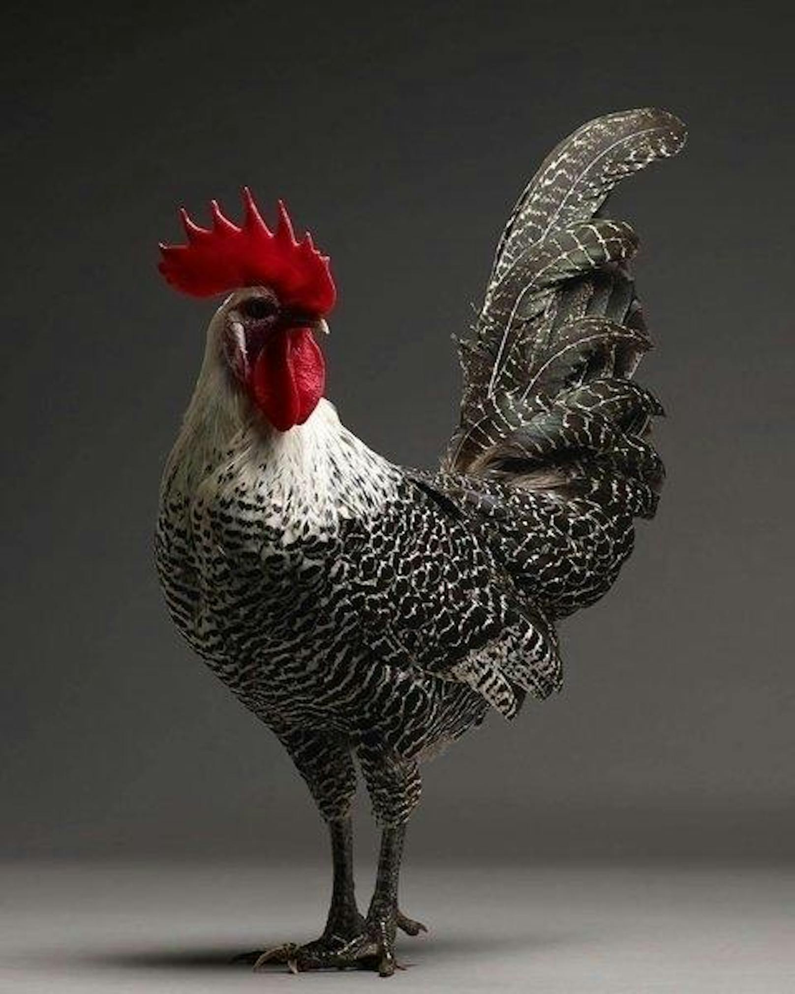 ... "Chicken - The Photographic Collection" ...