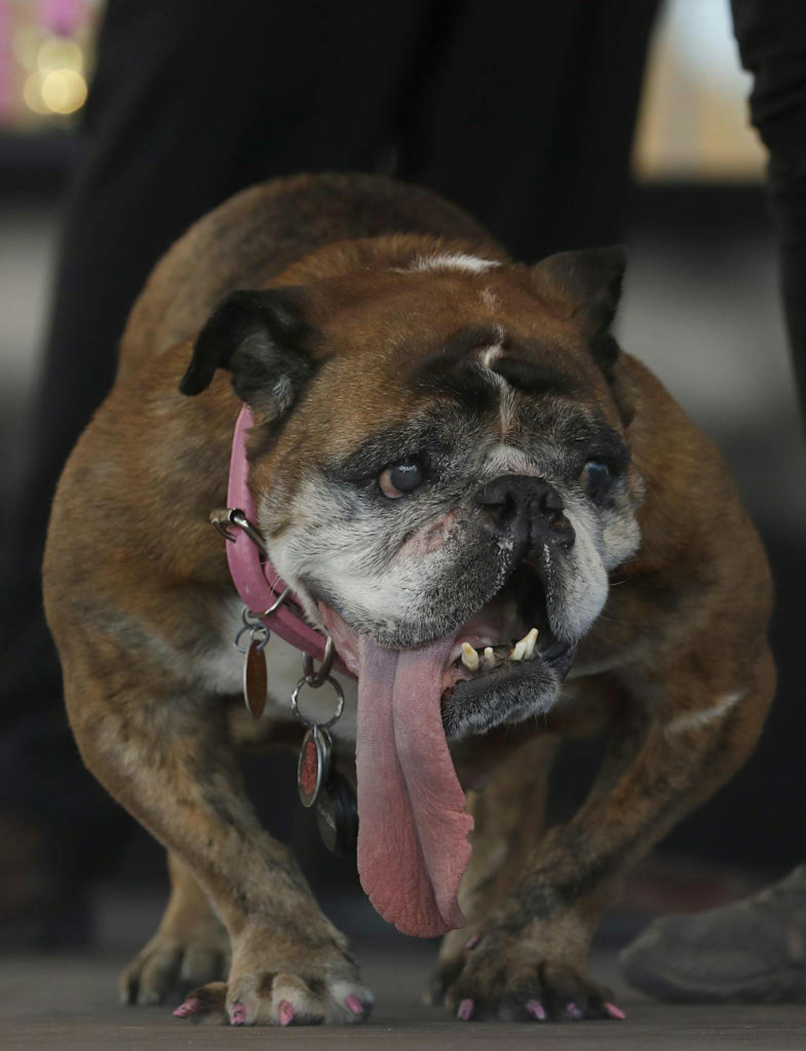 Der Sieger: Zsa Zsa, eine englische Bulldogge, ist offiziell "Der hässlichste Hund 2018".