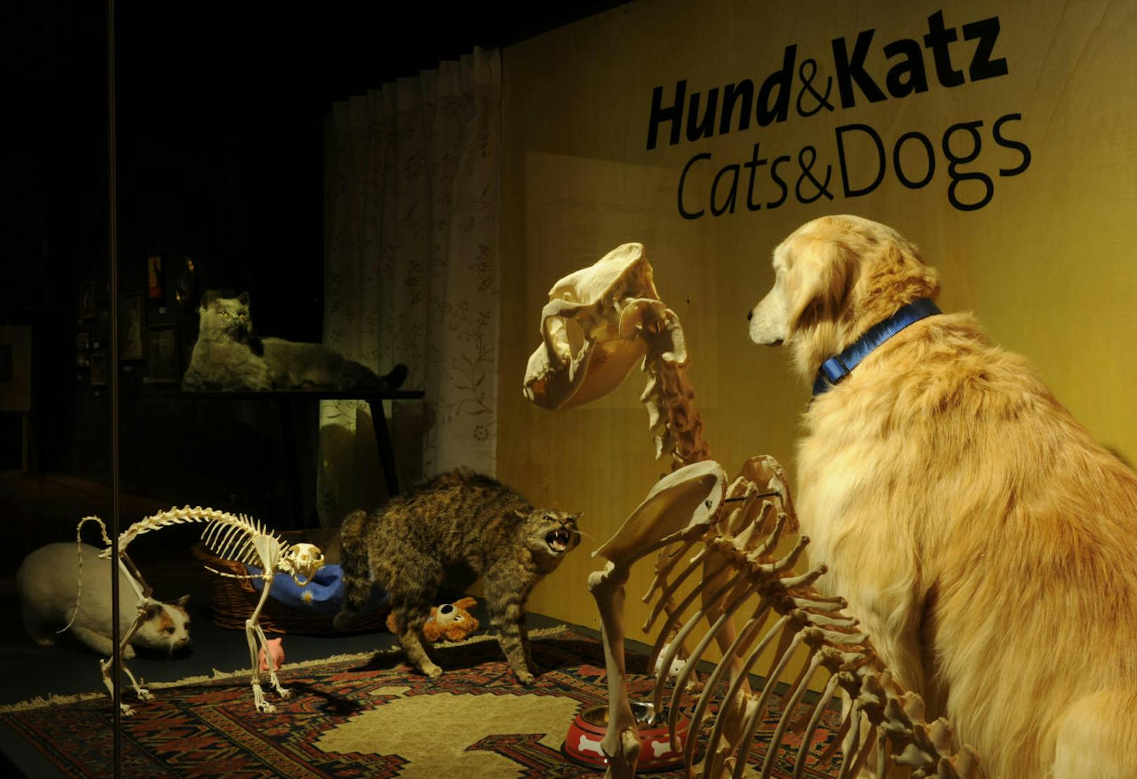 Die neue interaktive Schau "Hund & Katz" im Naturhistorischem Museum läuft noch bis 2. April 2018.