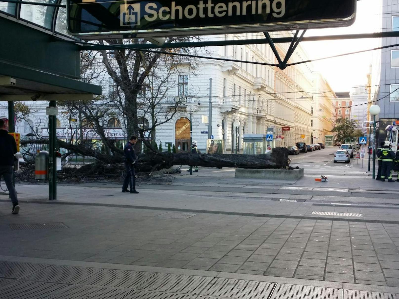 Lebensgefahr in Wien! Direkt vor der U-Bahn-Station Schottenring wurde ein mächtiger Baum von Sturmböen umgerissen.