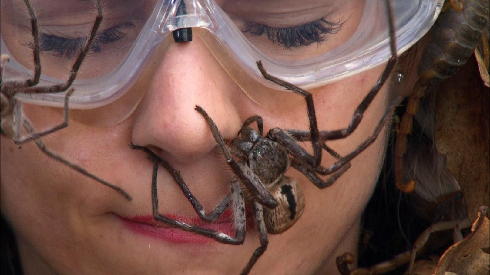 90 Sekunden muss Jenny mit Riesenkakerlaken, Skorpionen und Spinnen am Kopf aushalten