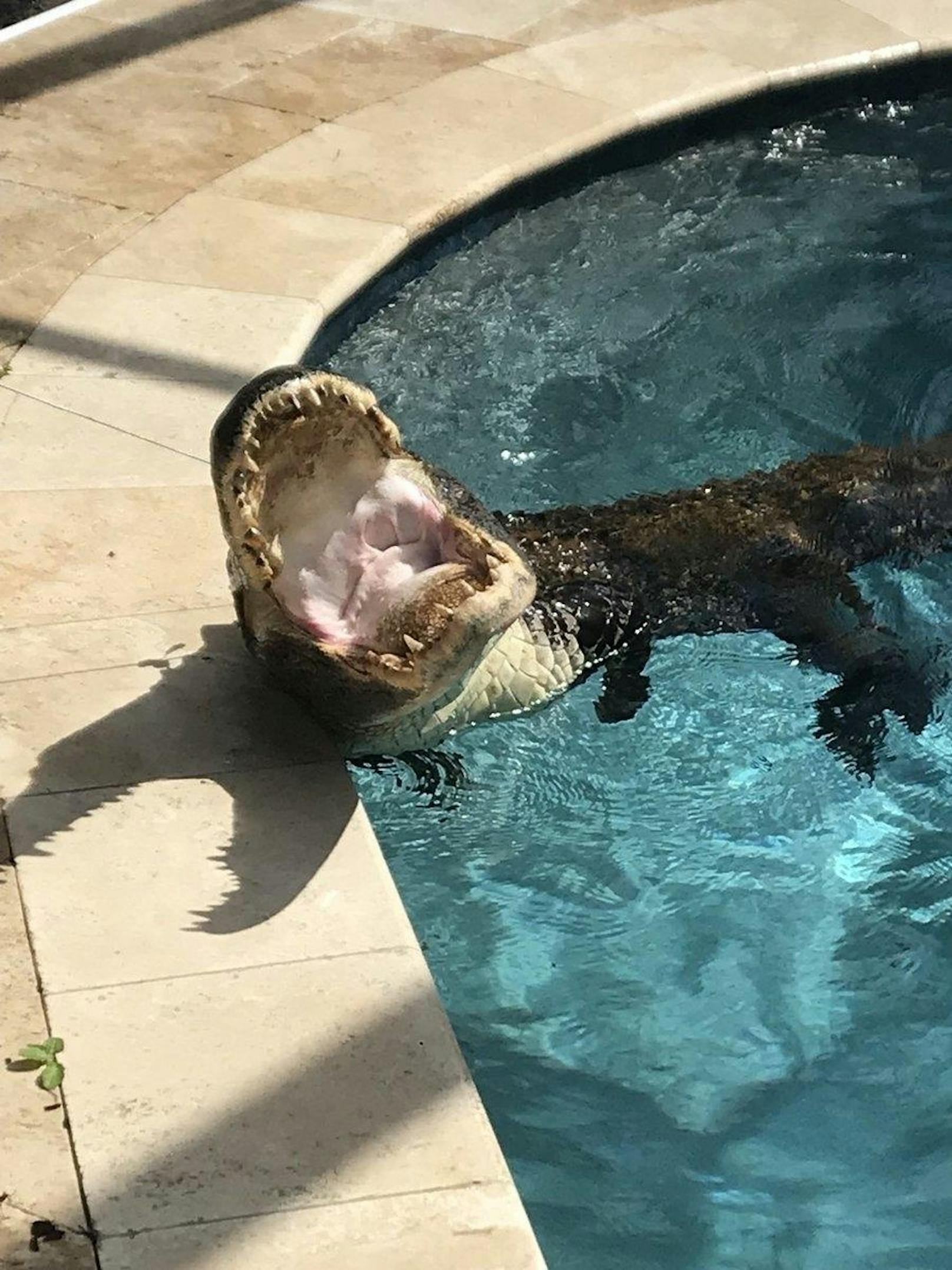 Ungemütliche Überraschung für eine Pensionistin nahe Tampa, Florida. Während dem Frühstück entdeckten sie einen 3-Meter-Alligator in ihrem Pool.