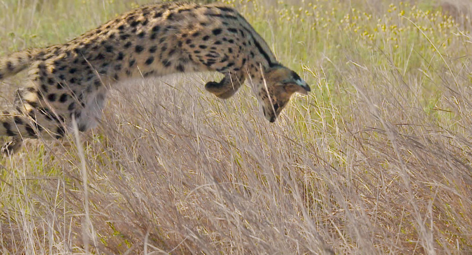 Springender Serval beim Versuch eine Südafrikanische Lamellenzahnratte zu fangen.