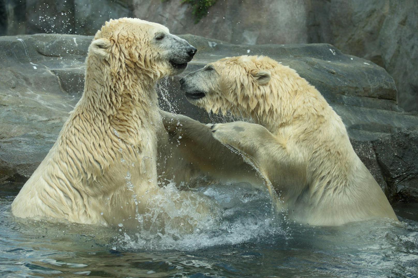 Die Eisbären Lynn und Ranzo freuen sich über ihre neue Spielgefährtin.