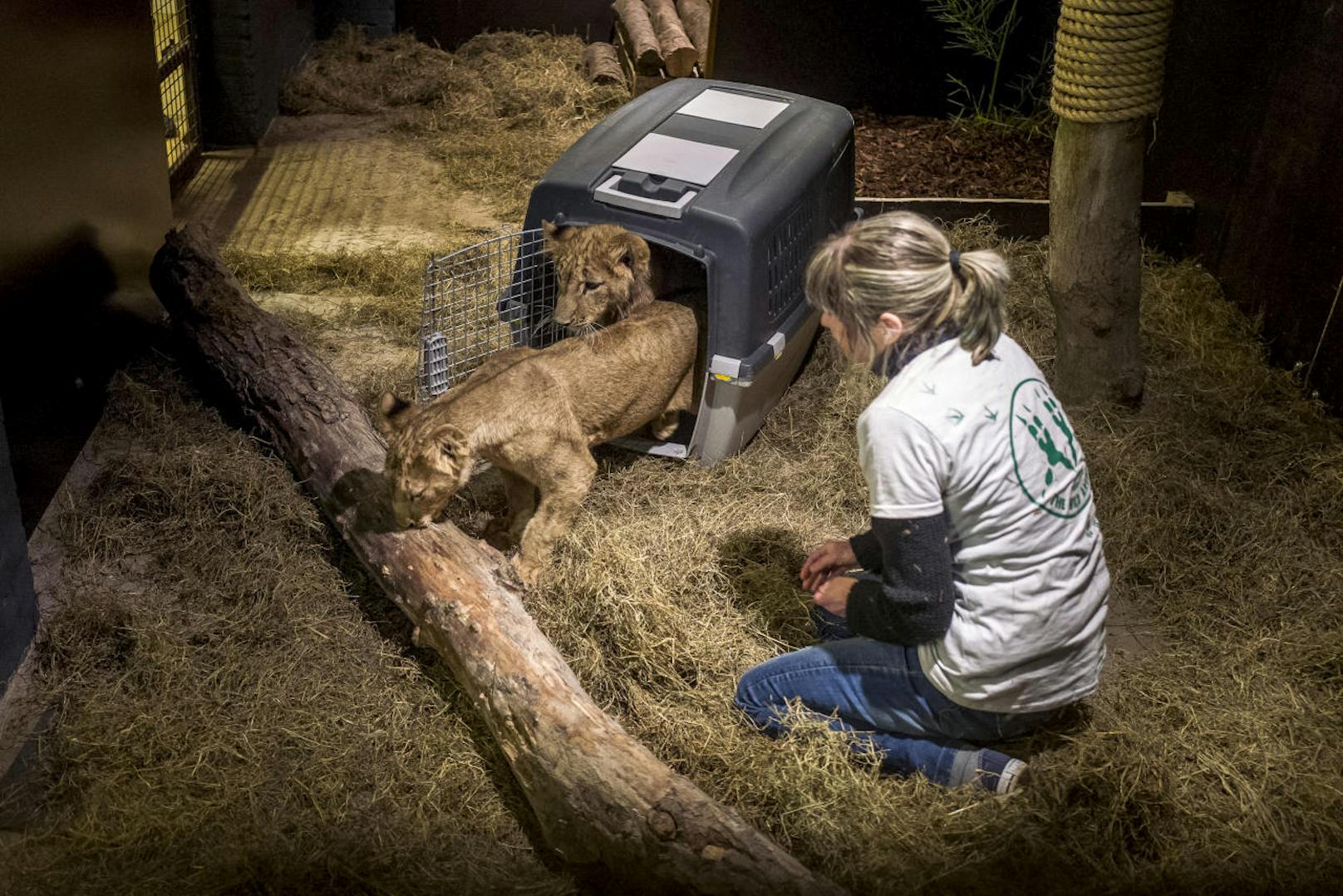 Die Löwenjungen werden vorübergehend in der Vier Pfoten-Großkatzenstation Felida leben, die in dem niederländischen Ort Nijeberkoop liegt.