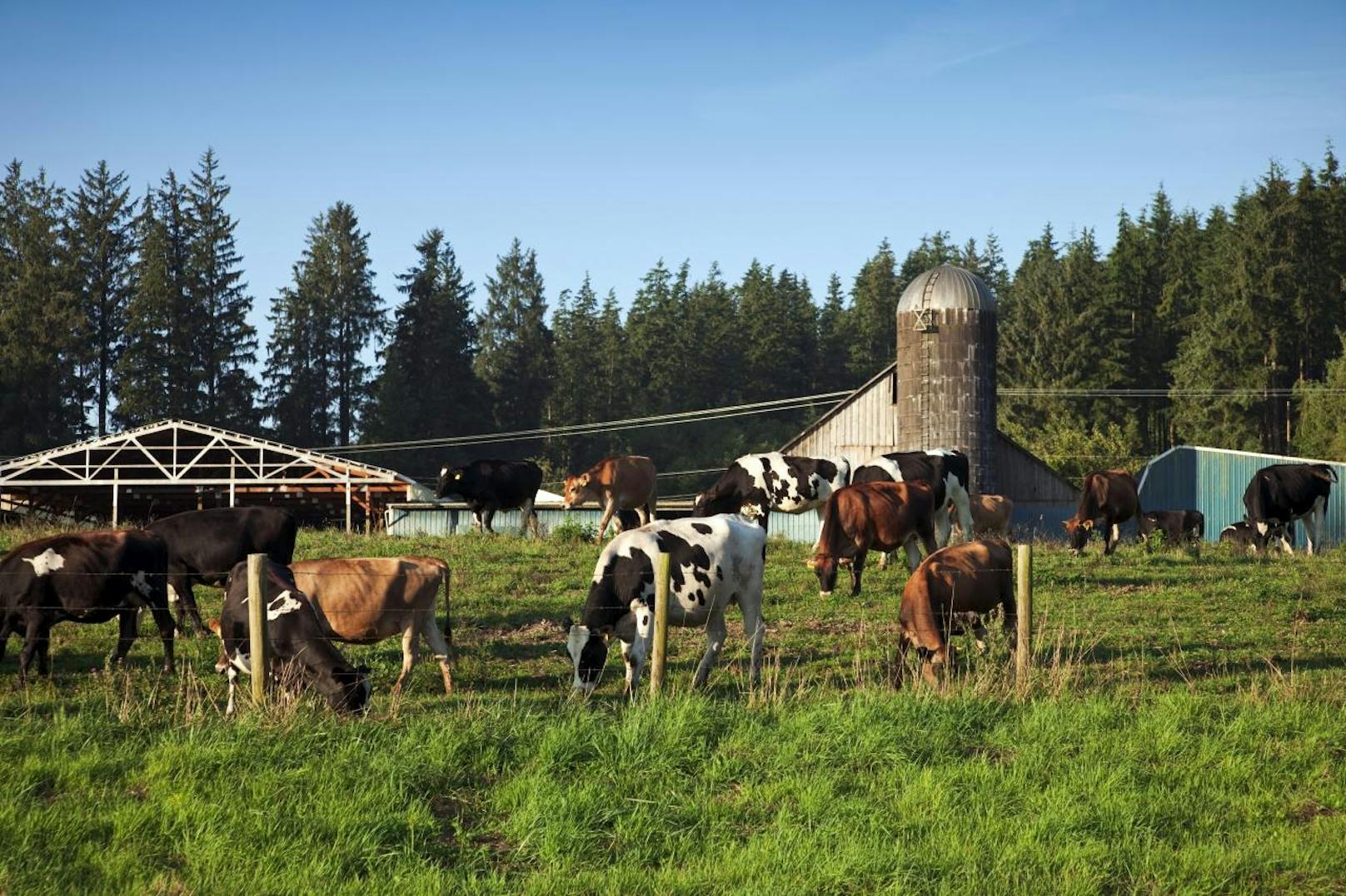 Die <b>Tillamook Cheese Factory in Oregon</b> produziert köstliche Spezialitäten aus Milch.