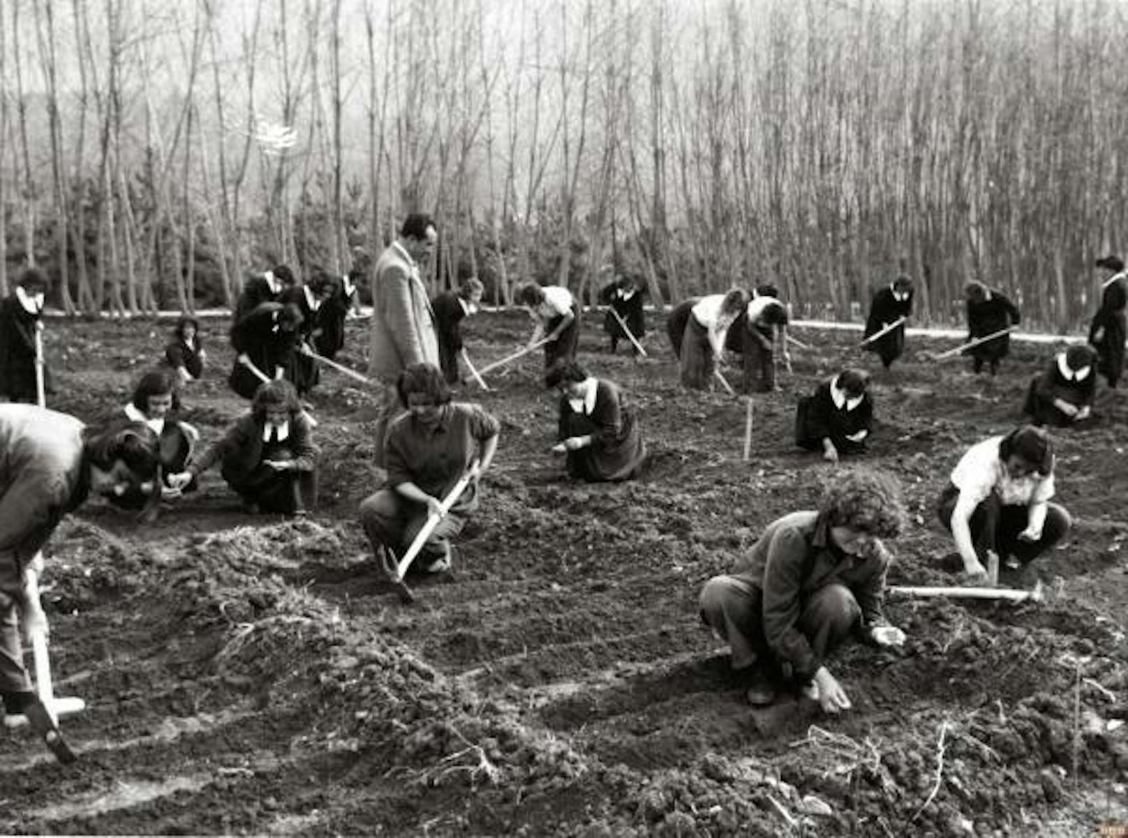 Junge türkische Bäuerinnen erlernen ihren Beruf beim praktischen Unterricht auf dem Feld (Sivas, Zentralanatolien, in den frühen 1940er-Jahren).