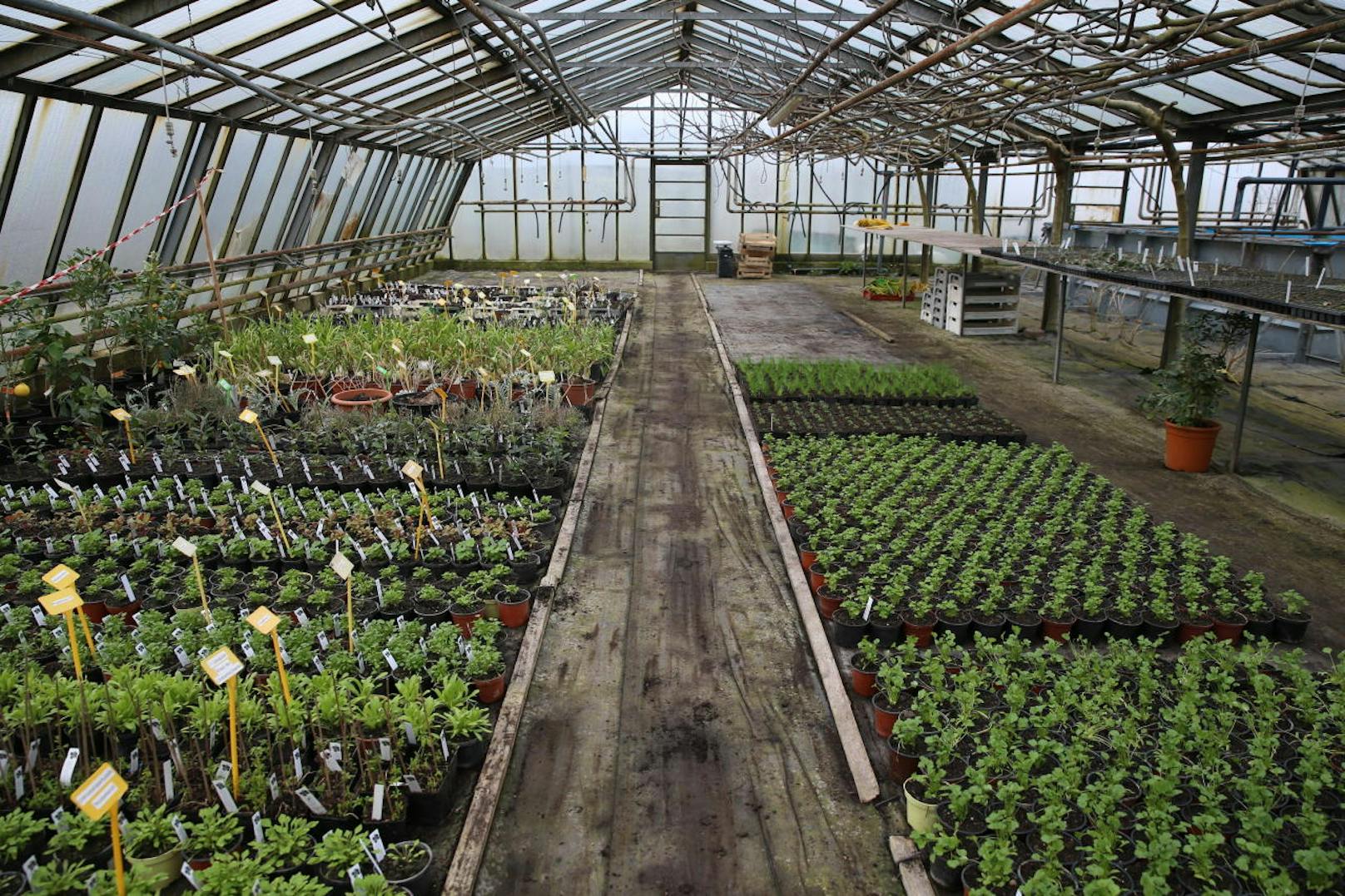 Daneben bietet der Bio-Feigenhof auch eine Vielzahl verschiedener Gemüsearten und Kräuter, alleine bei den Paradeisern gibt es rund 30 unterschiedliche Sorten.