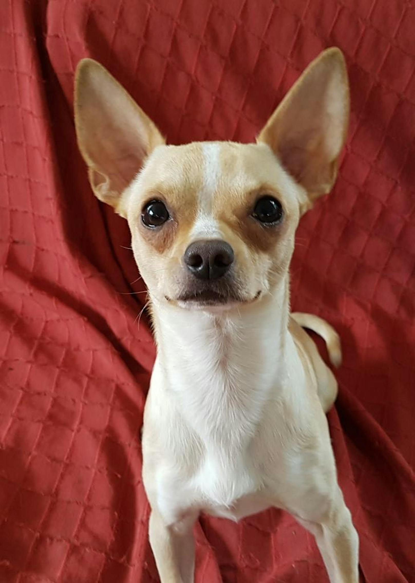 Jaimy der Chihuahua sucht eine neue Familie! Anfragen bitte an das Wienerwaldtierheim.