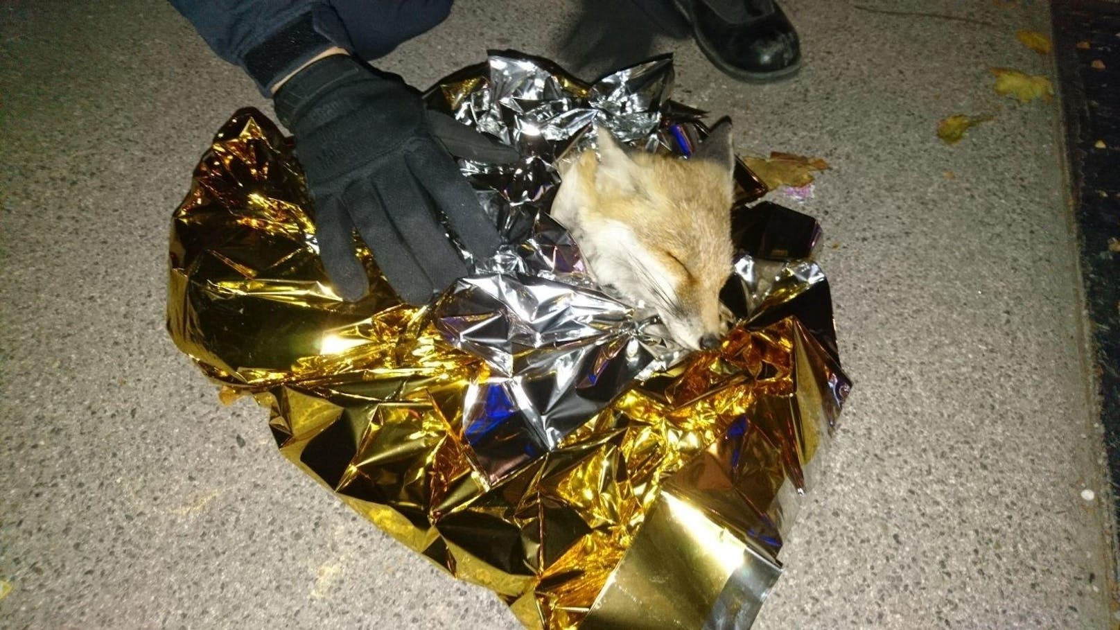 Der gerettete Fuchs wurde von Beamten in eine Rettungsfolie gewickelt.