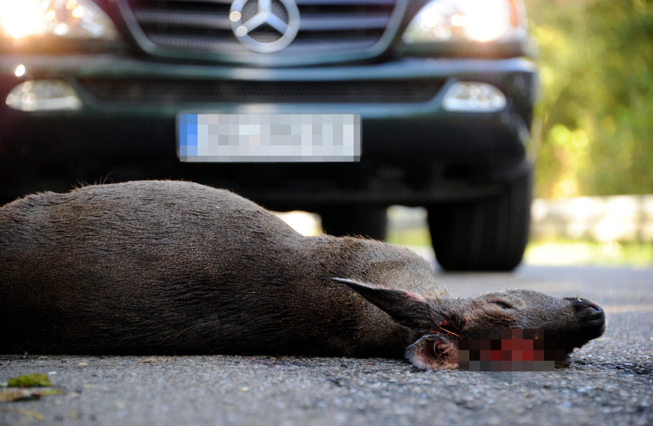 Symbolfoto eines Wildunfalls.