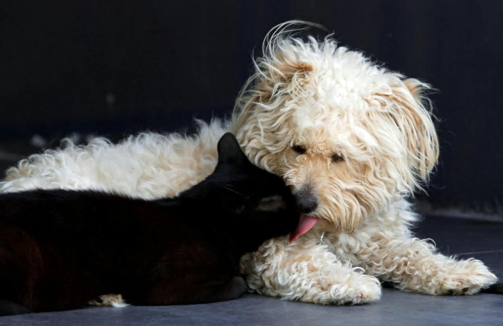 Ziemlich beste Freunde: Kater "Lucky" und Hund "Casper" leben in dem libanesischen Dorf Khia unter einem Dach.