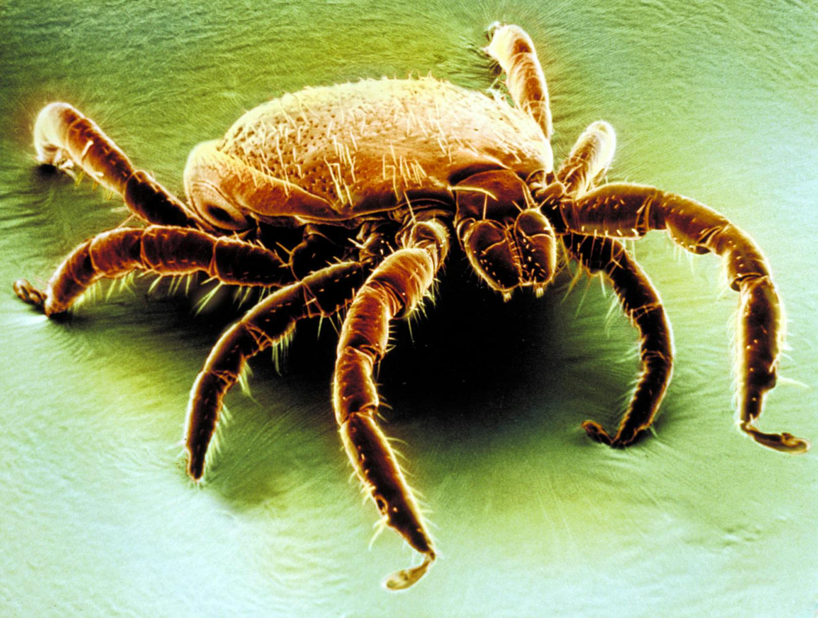 "Gefährlich": Forscher warnen vor neuem Virus in Zecken