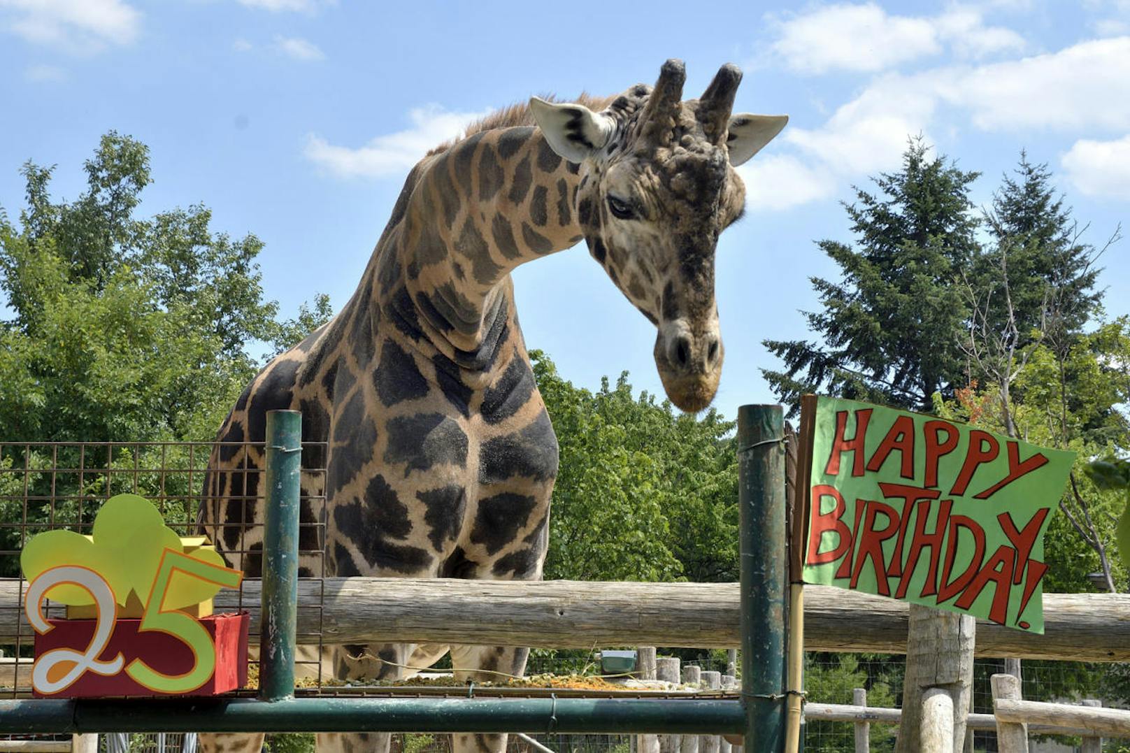 Im Tiergarten Schönbrunn gibt es heute, Freitag, ein ganz besonderes "Geburtstagskind": Giraffenbulle Kimbar. Er ist damit Europas ältestes Giraffen-Männchen.