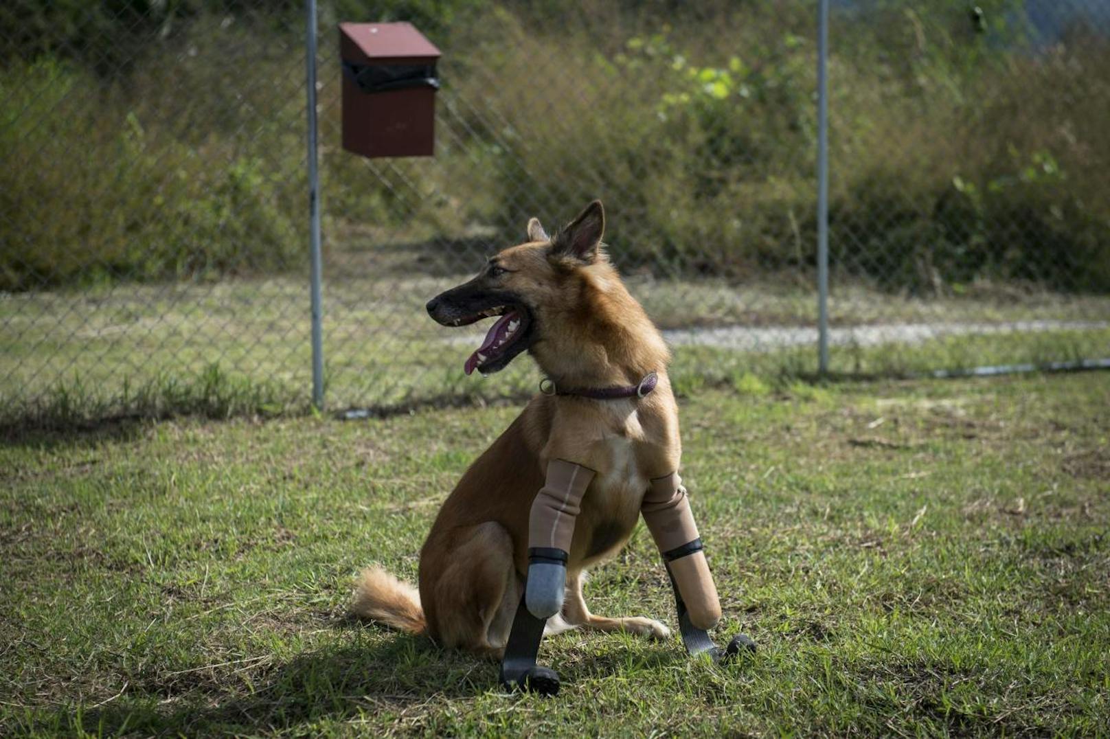 Hund "Cola" kann dank zweier Prothesen wieder laufen. Am Strand von Phuket tobt sich der ehemalige Straßenhund aus.
