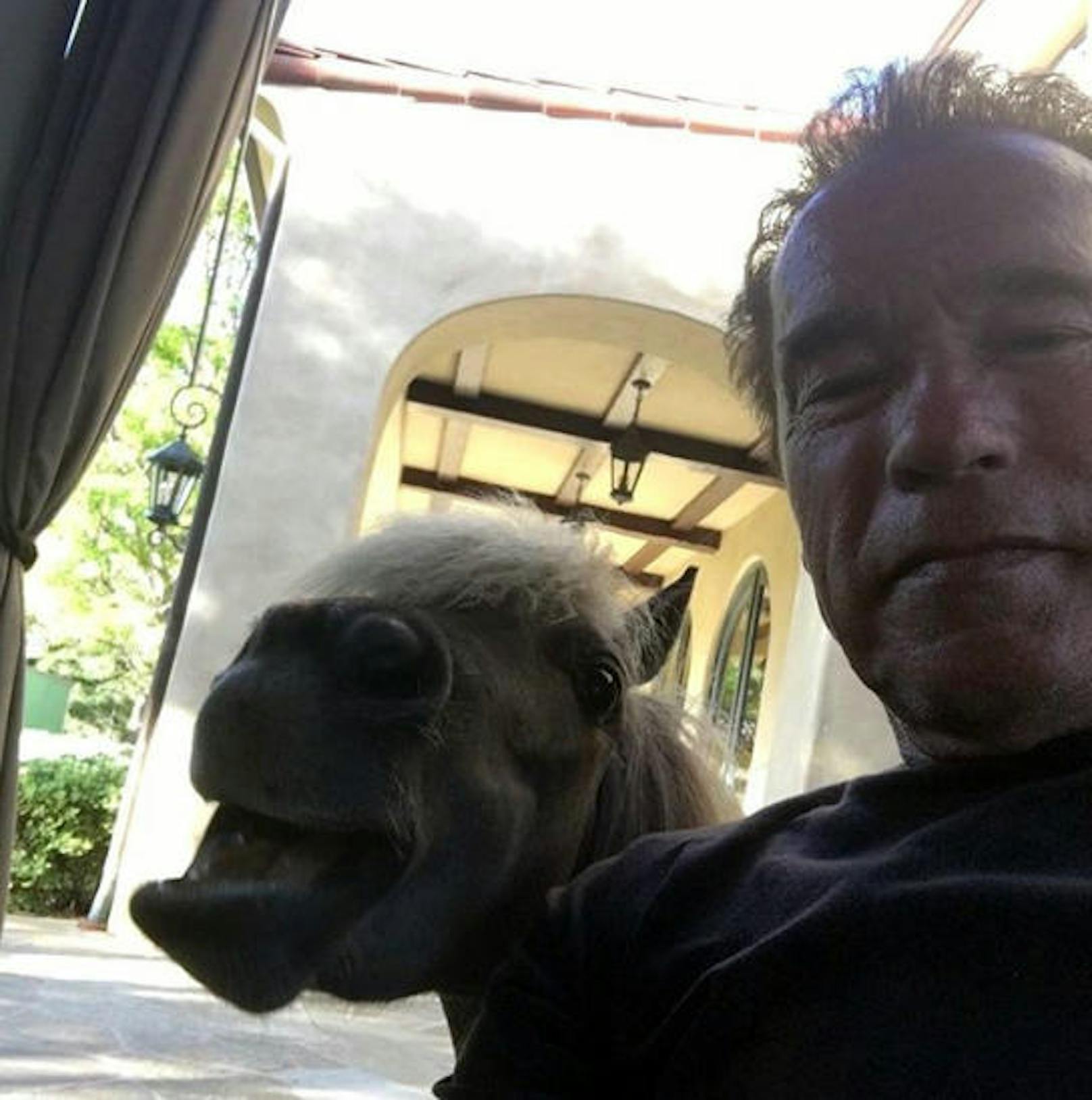 22.06.2018: Arnie feiert den International Selfie Day mit einem tierisch guten Stargast