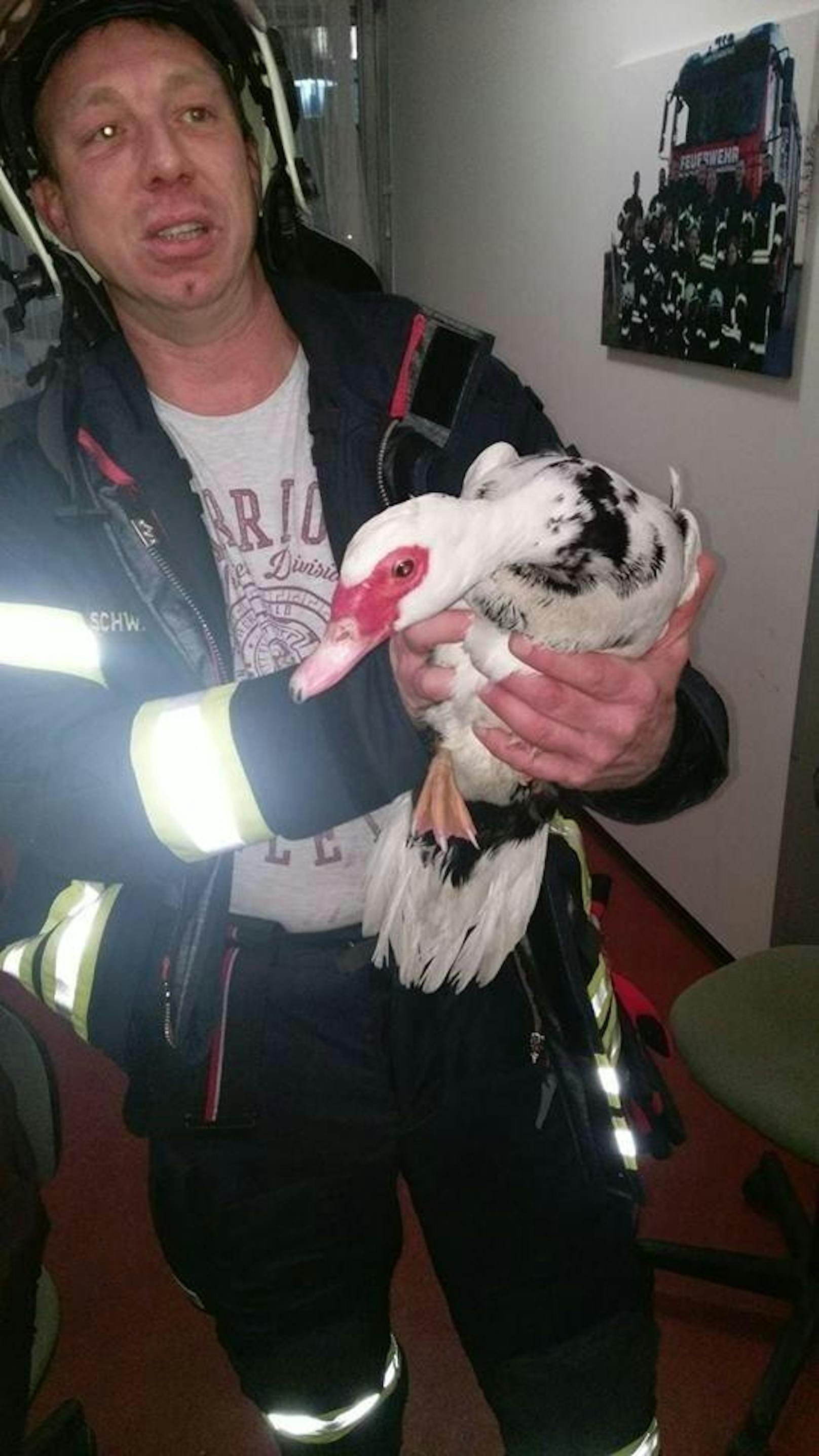 Die Ente war zu Gast im Feuerwehrhaus und drehte dort ihre Runden.