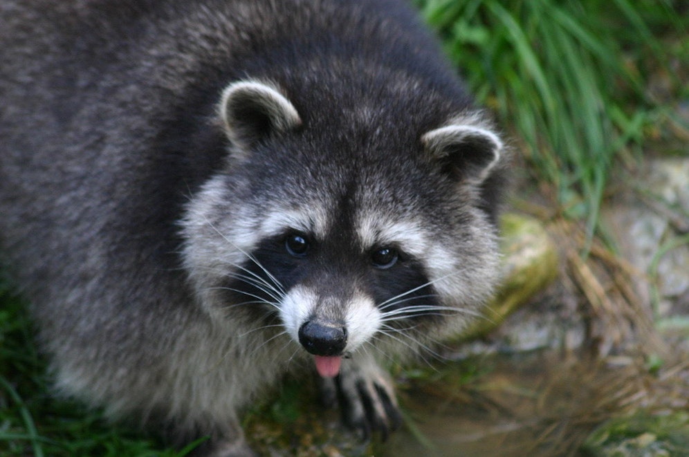Die Tiere brauchen regelmäßig ihr Futter und das kostet viel Geld.