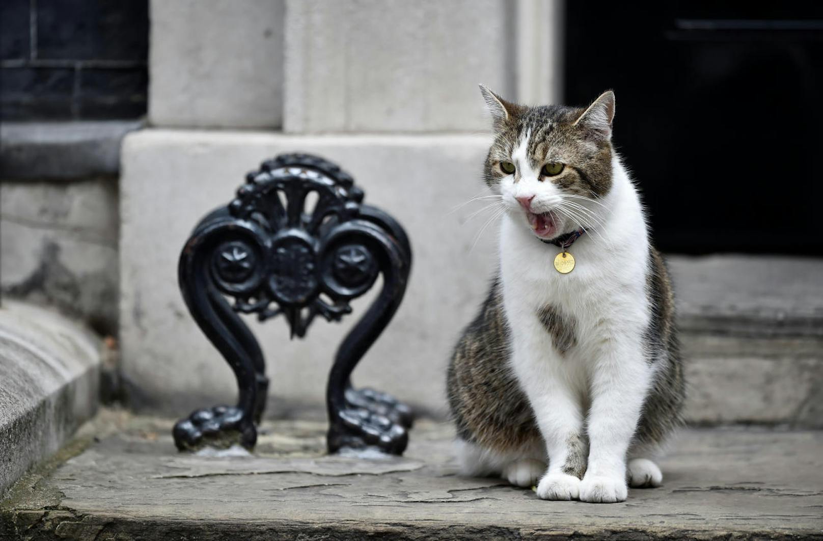 Auf der anderen Seite von London macht es sich "Larry", die Downing-Street-Katze, auf den Stufen zum Büro der britischen Premierministerin gemütlich.